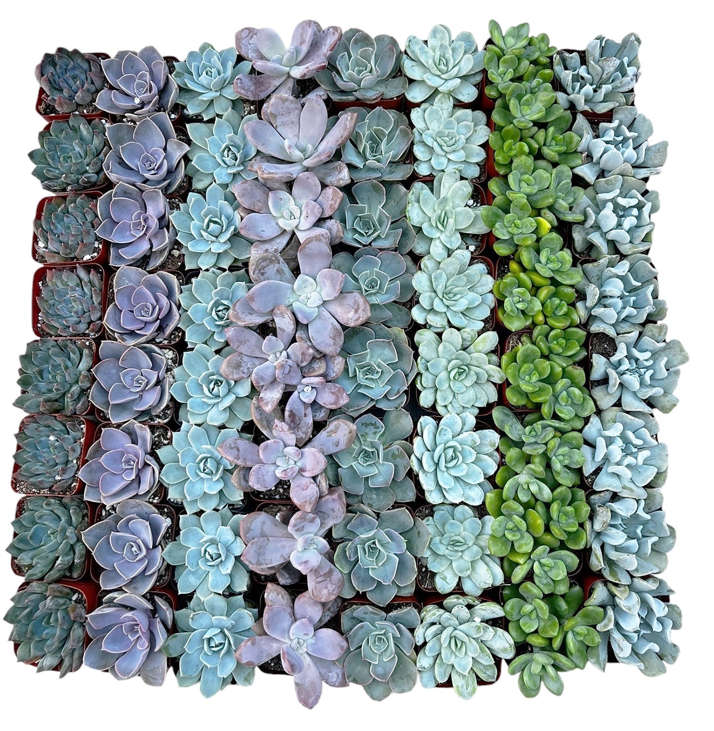 Succulents