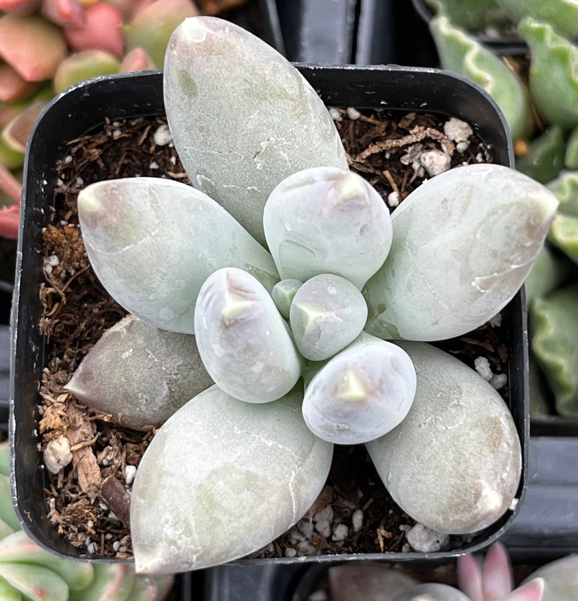 Pachyphytum Buster