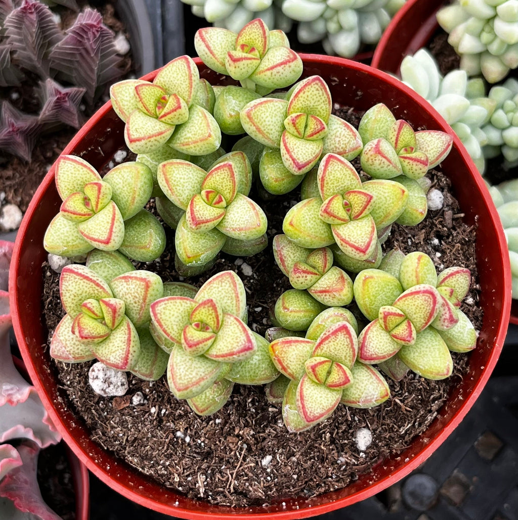 Crassula Brevifolia