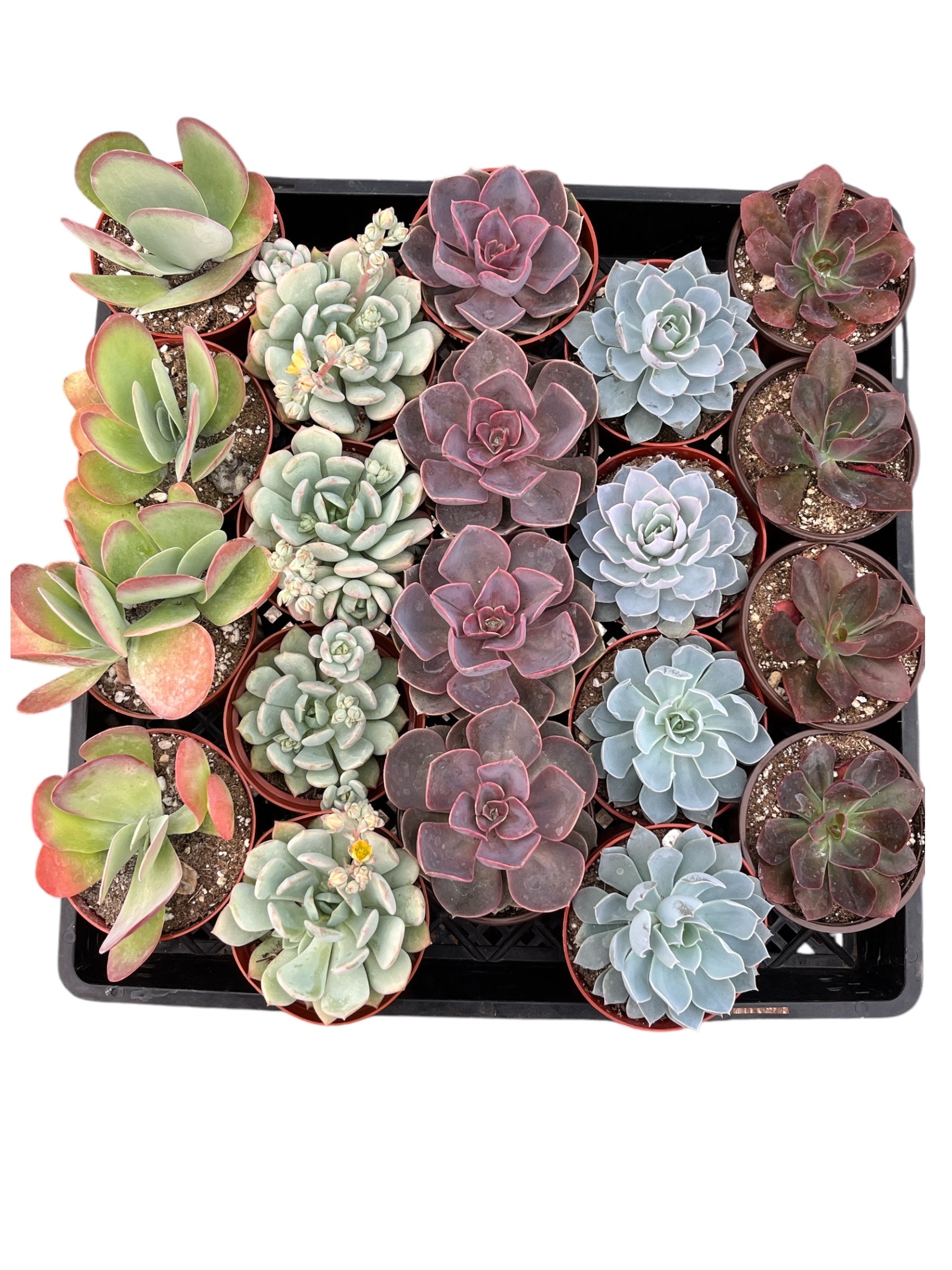 Bulk 4 inch Succulent Plants