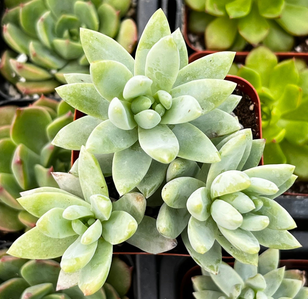 Sedeveria Blue Burrito