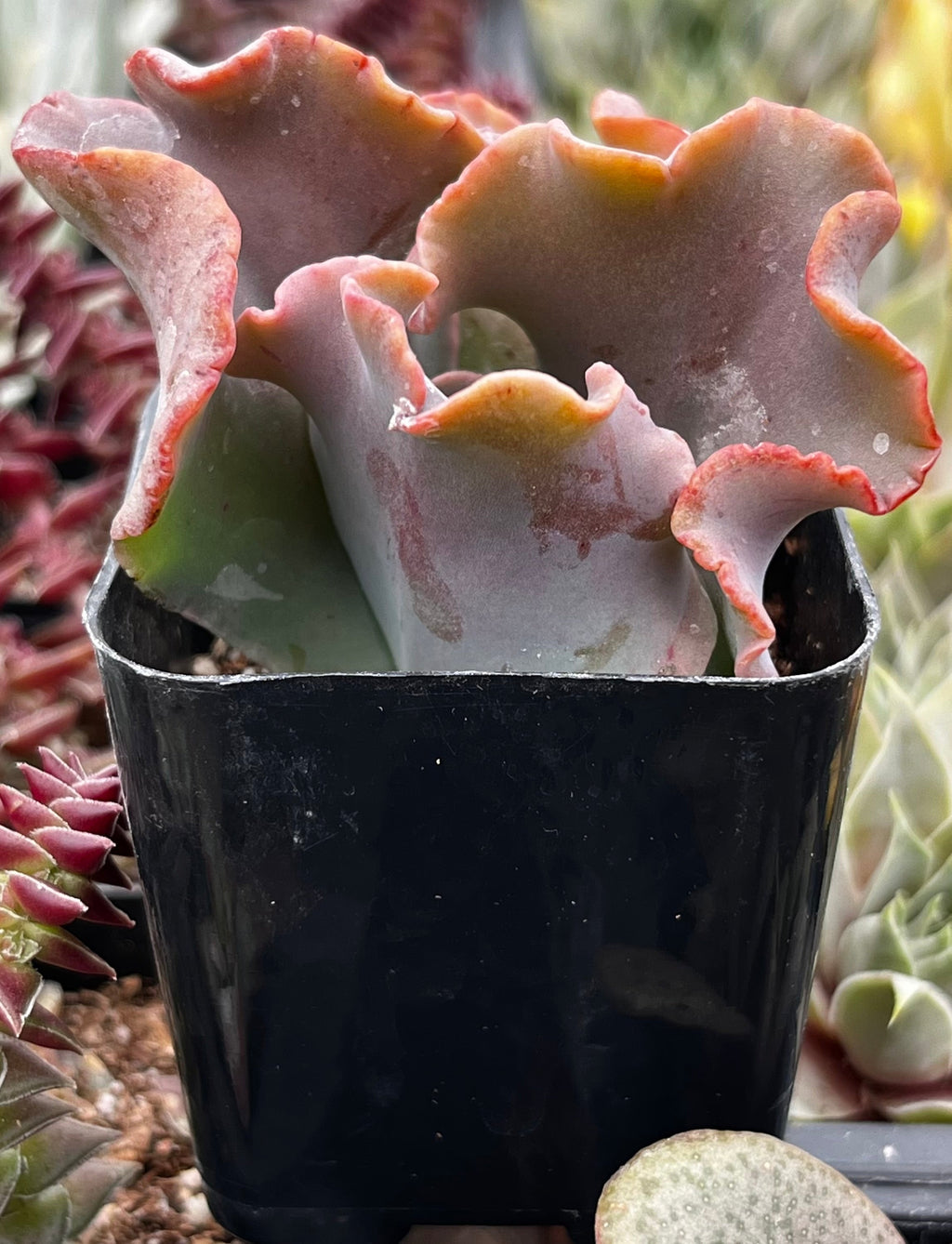 Echeveria Alta May