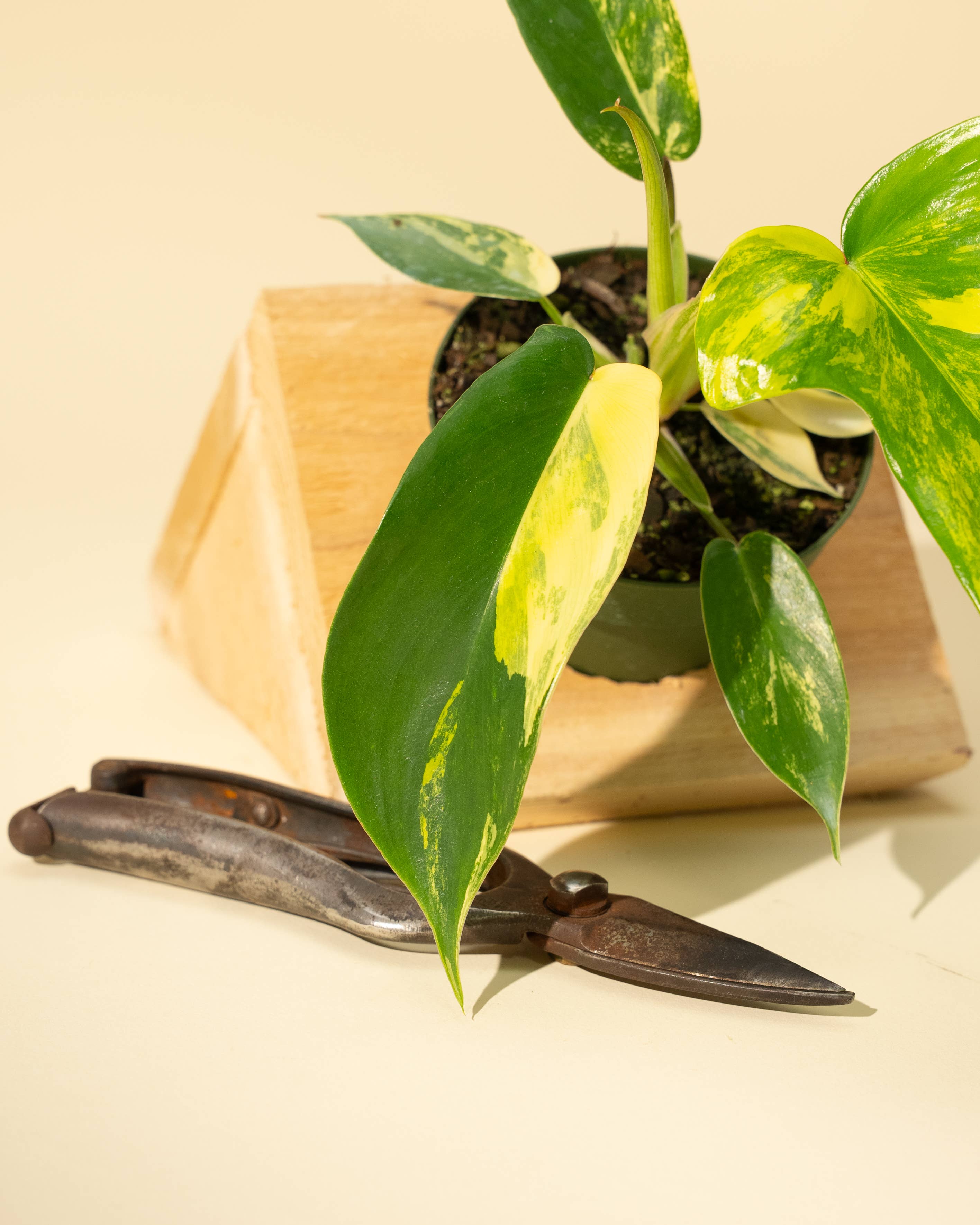 4" Philodendron Florida Beauty 'Sunrise'