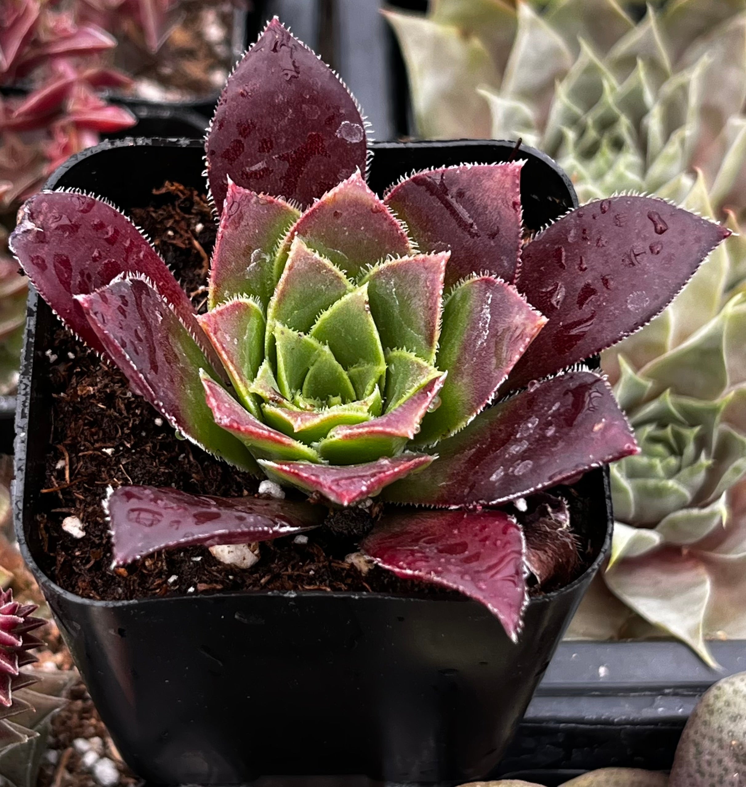 Sempervivum Devon Jewel