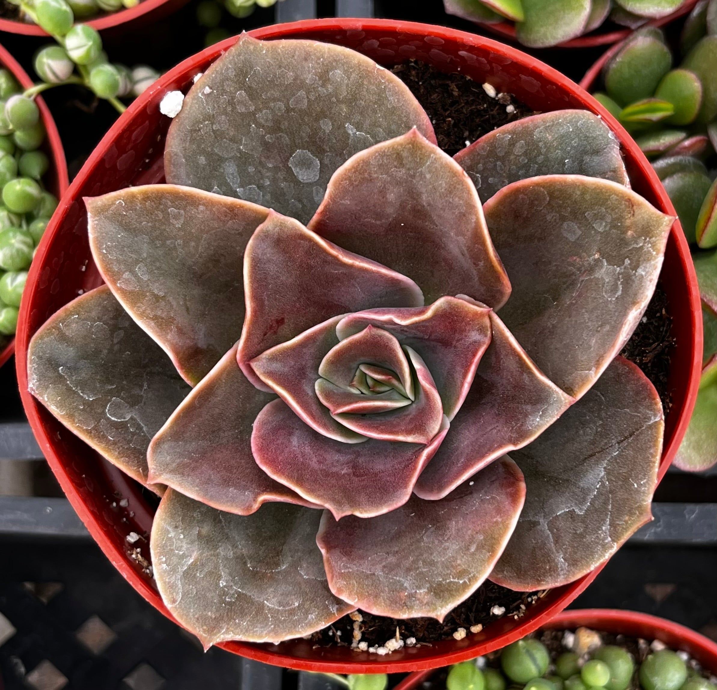 Echeveria Fireglow