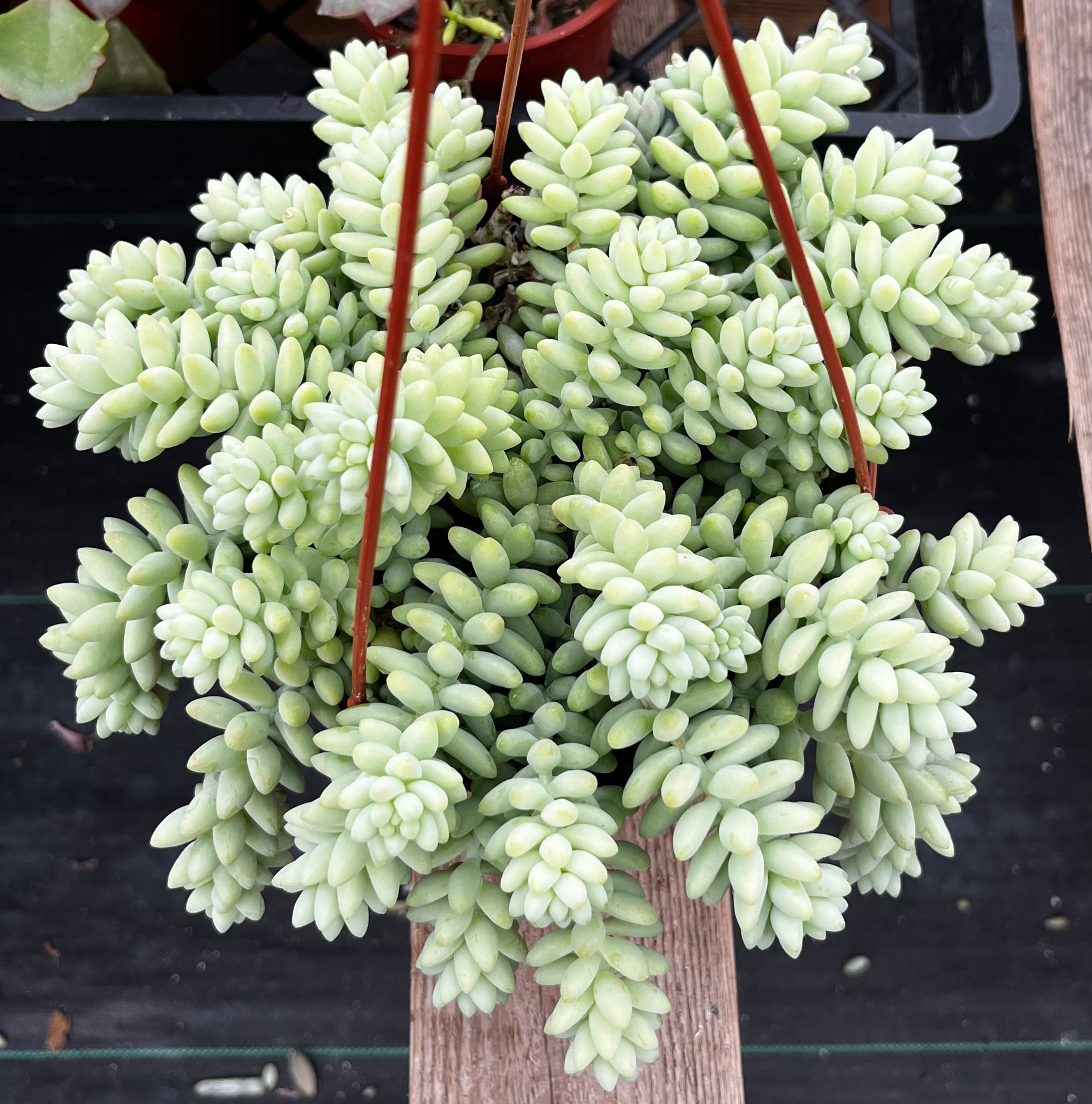 Sedum Donkey's Tail