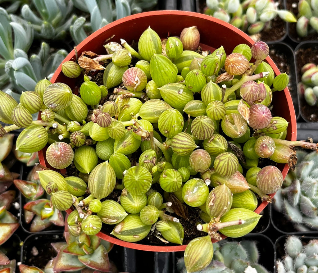 String of Watermelons