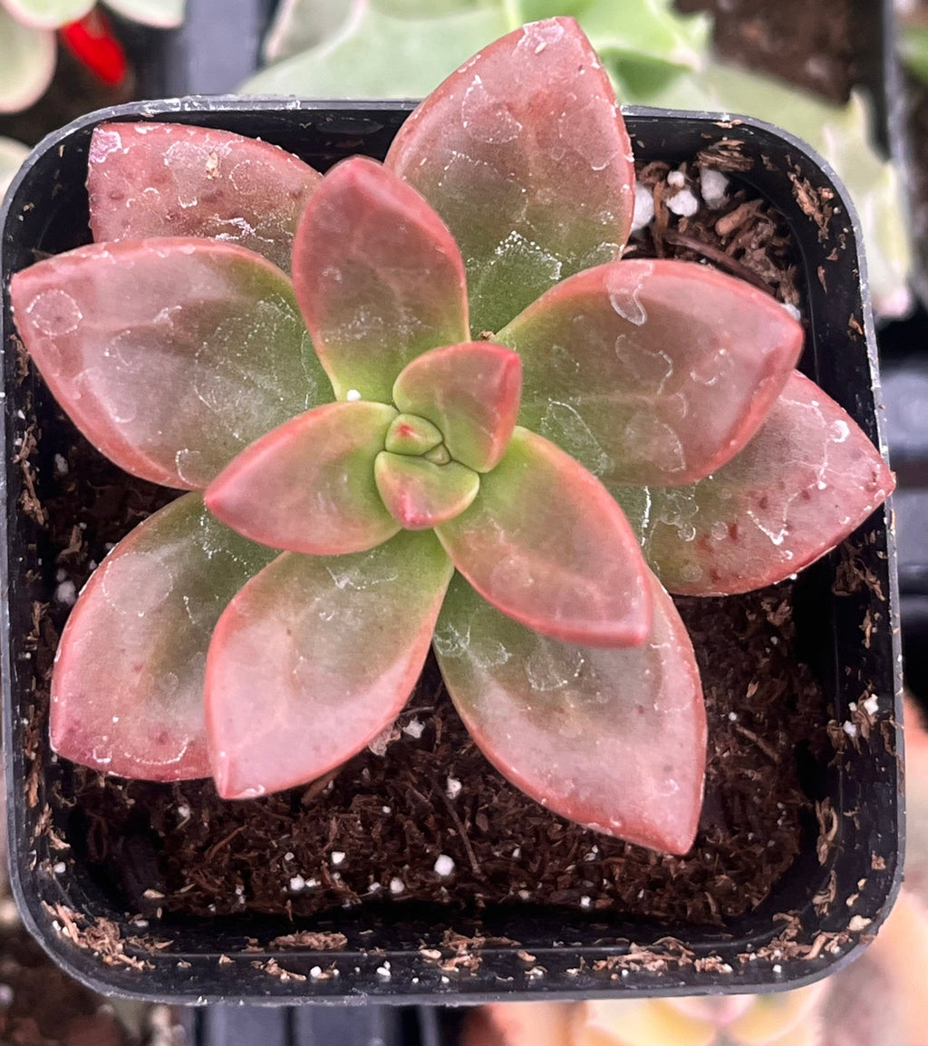 Graptosedum California Sunset