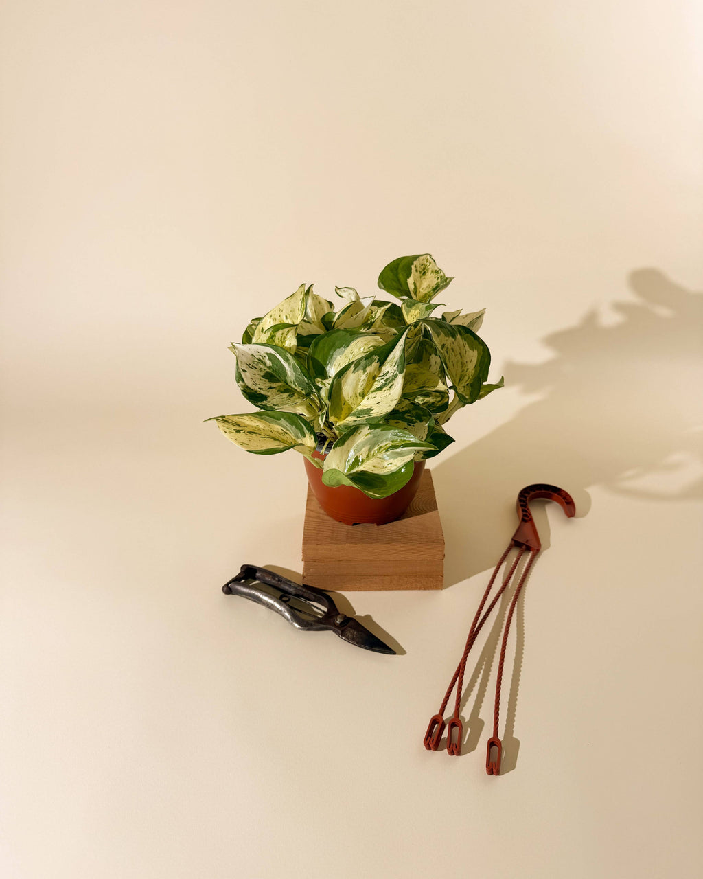 6" Epipremnum Aureum 'Manjula Compacta' (Hanging Basket)