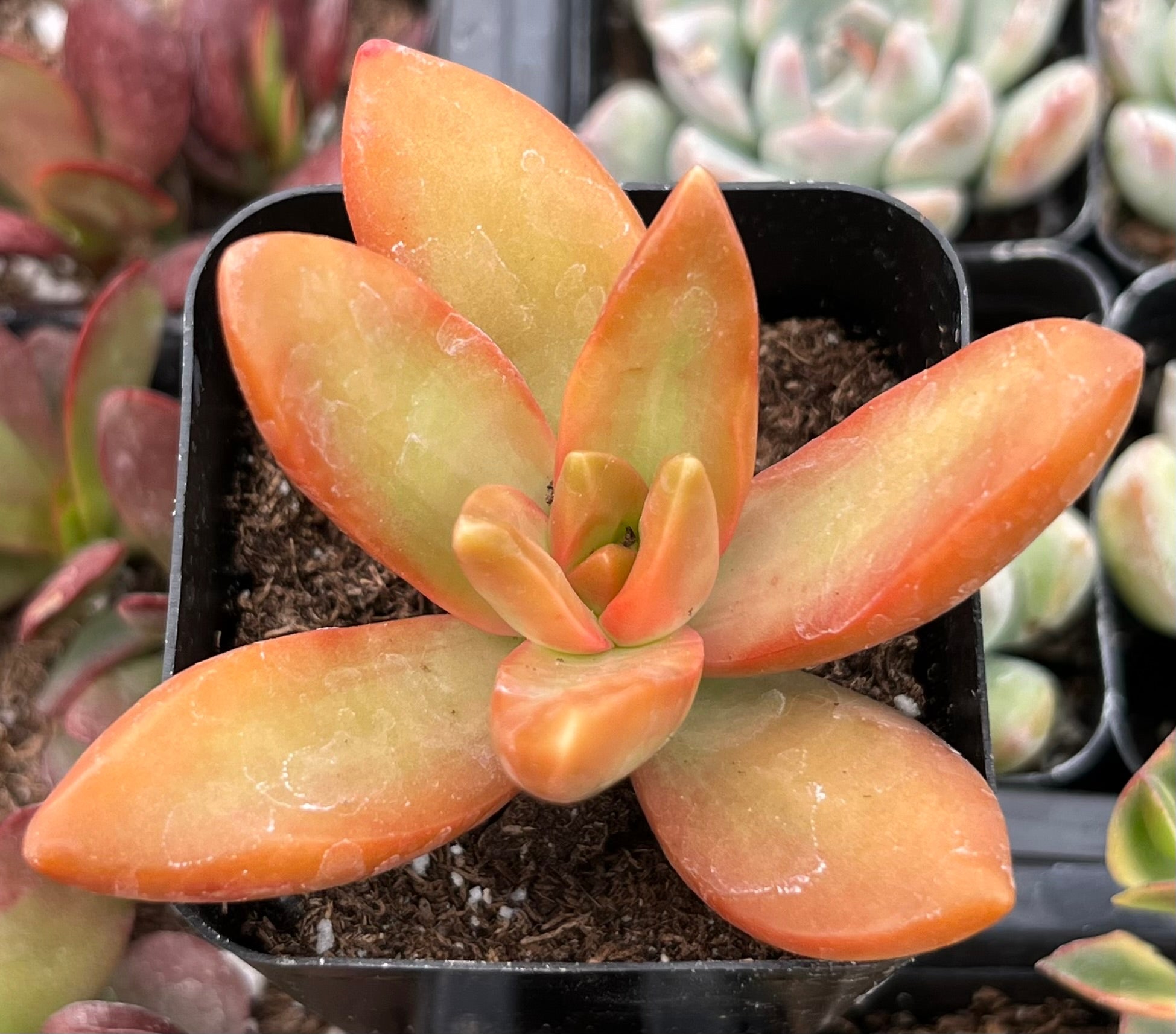 Sedum Firestorm