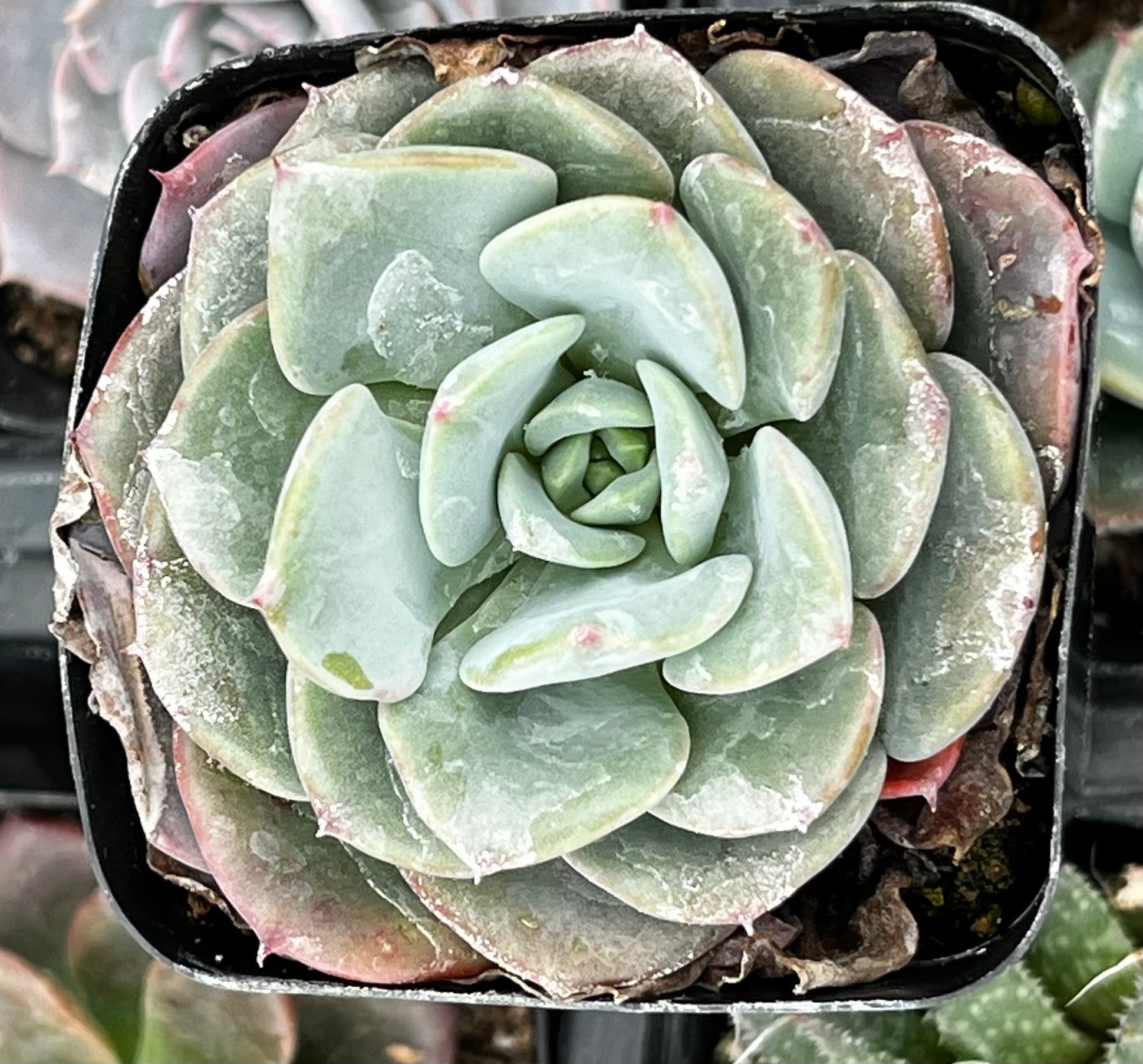 Echeveria Pinwheel