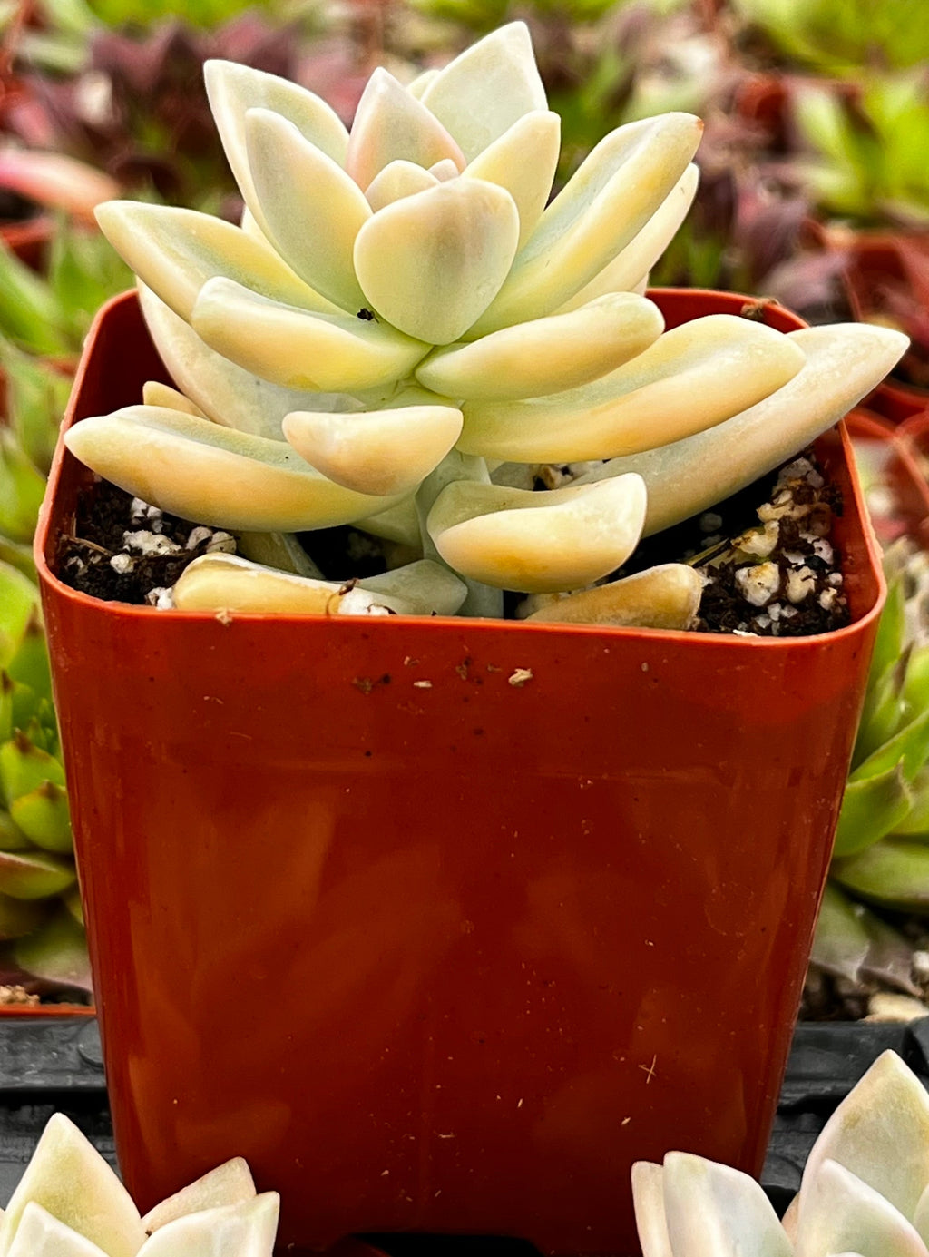 Variegated Ghost Plant