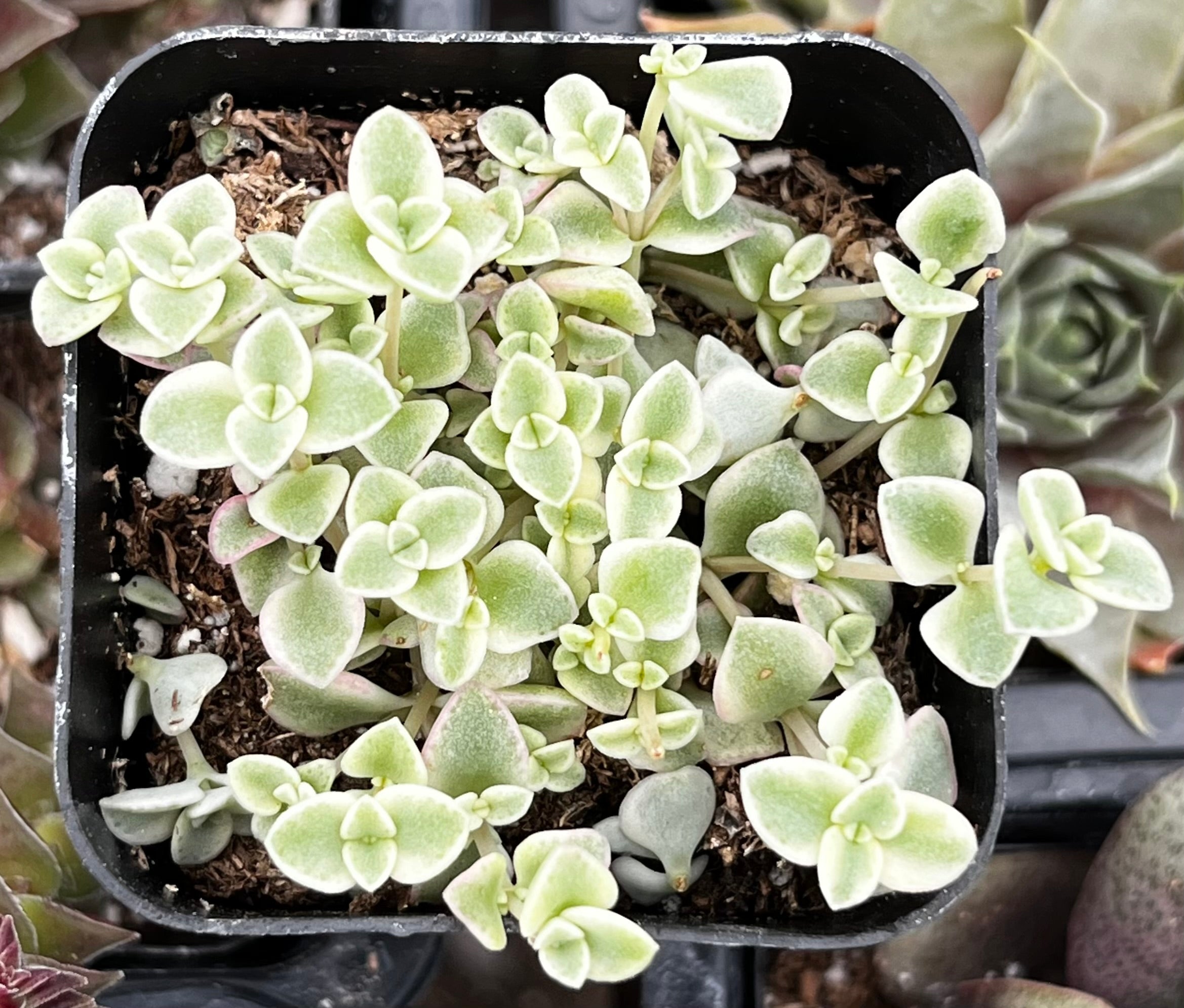 Sedum Little Missy