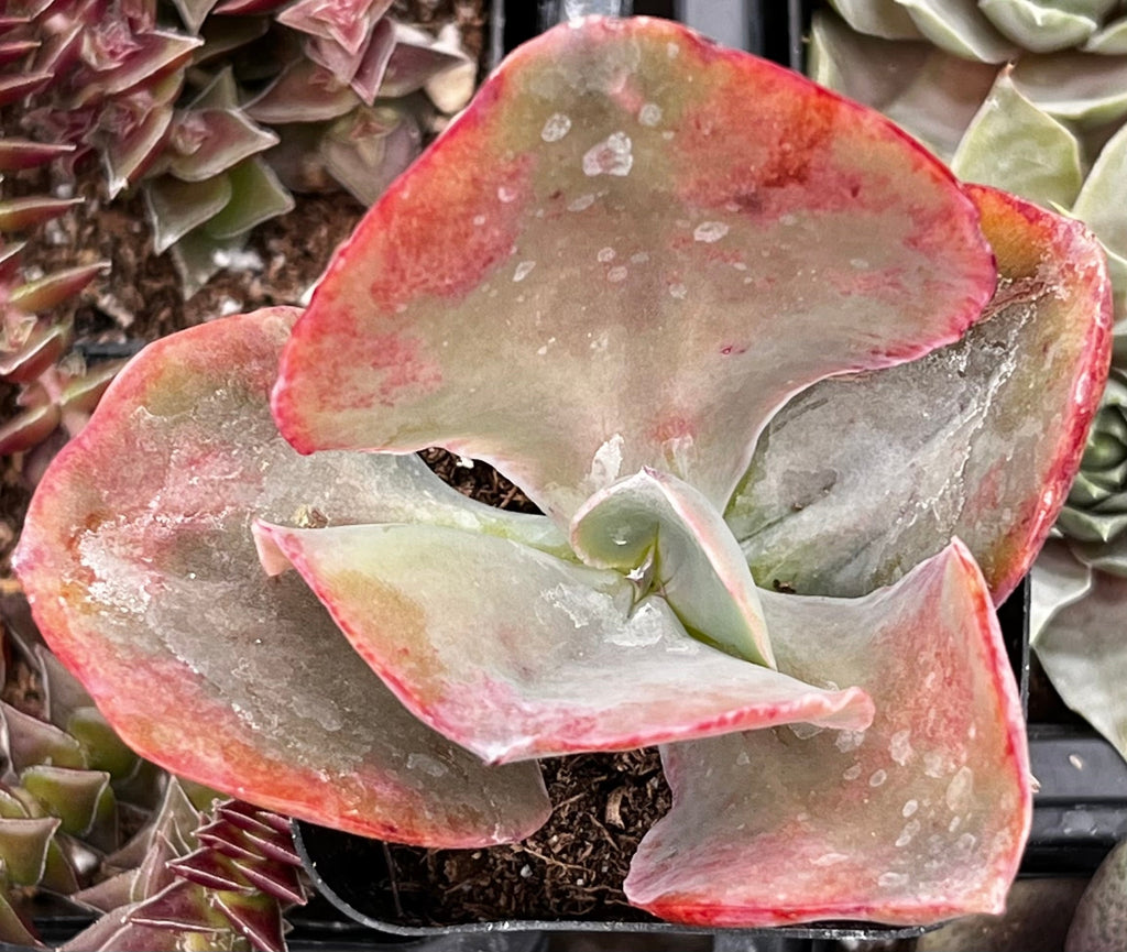 Echeveria Pink Ruffle