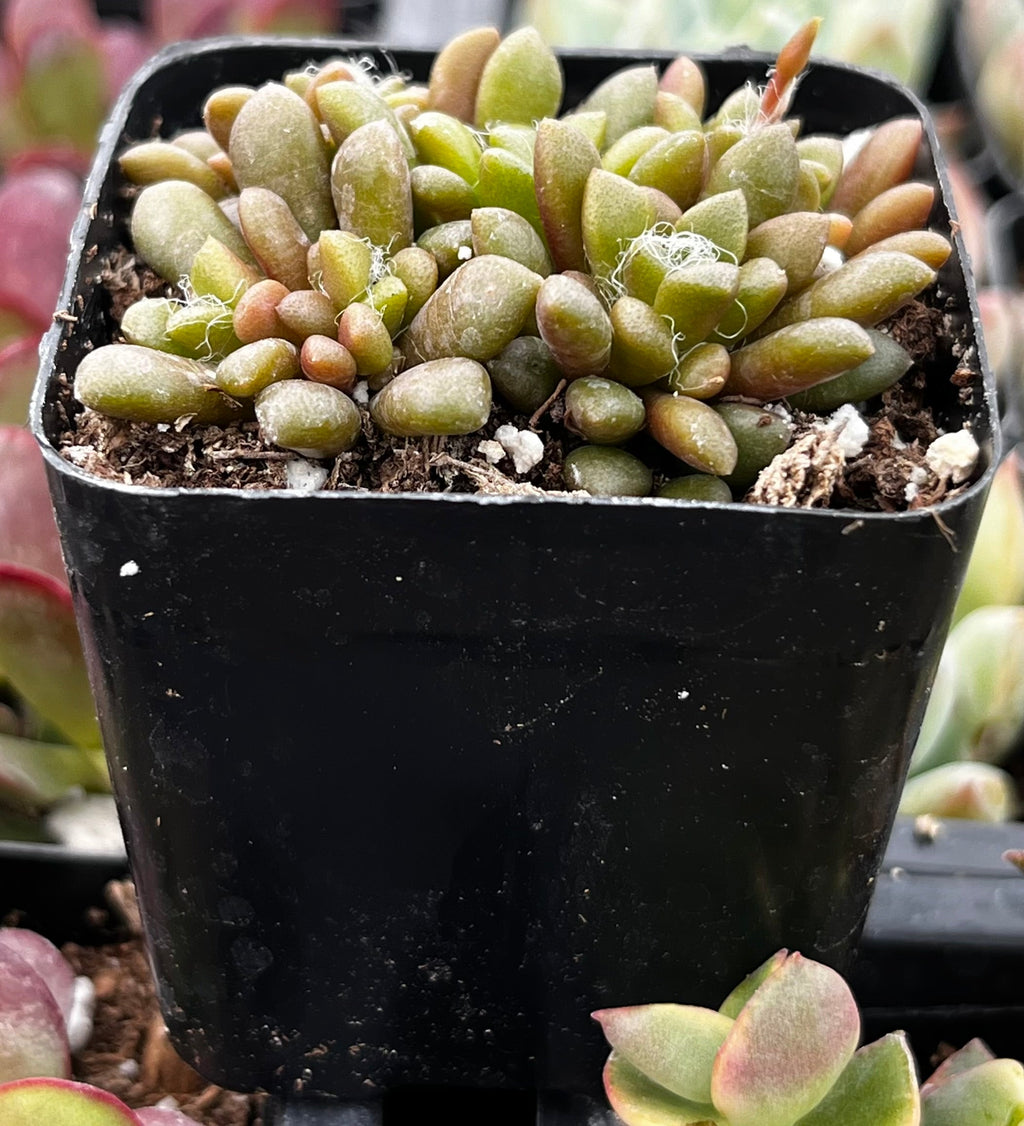 Anacampseros Vanthielii