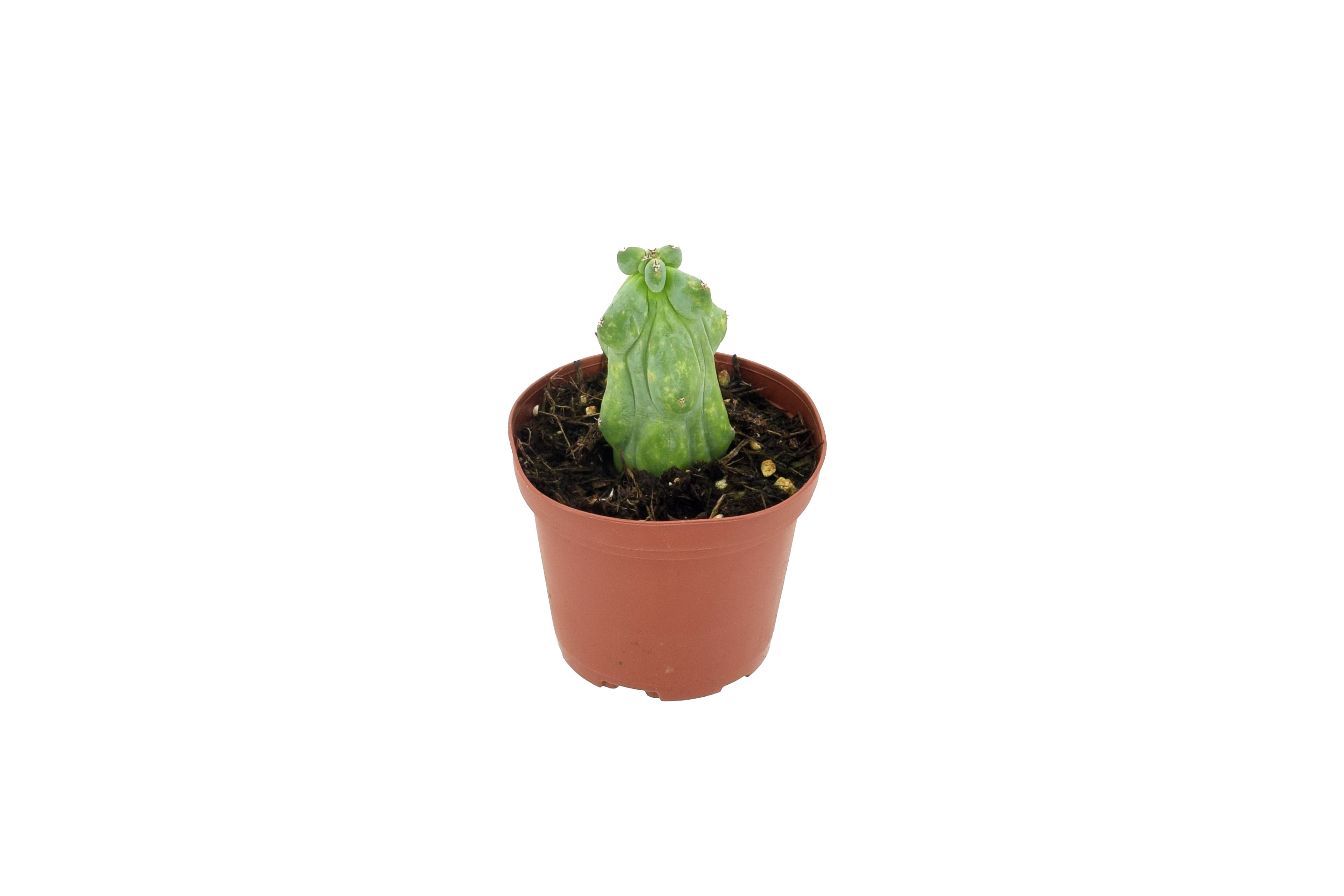 Cactus Boobie Mini 3 inch Grower Pot