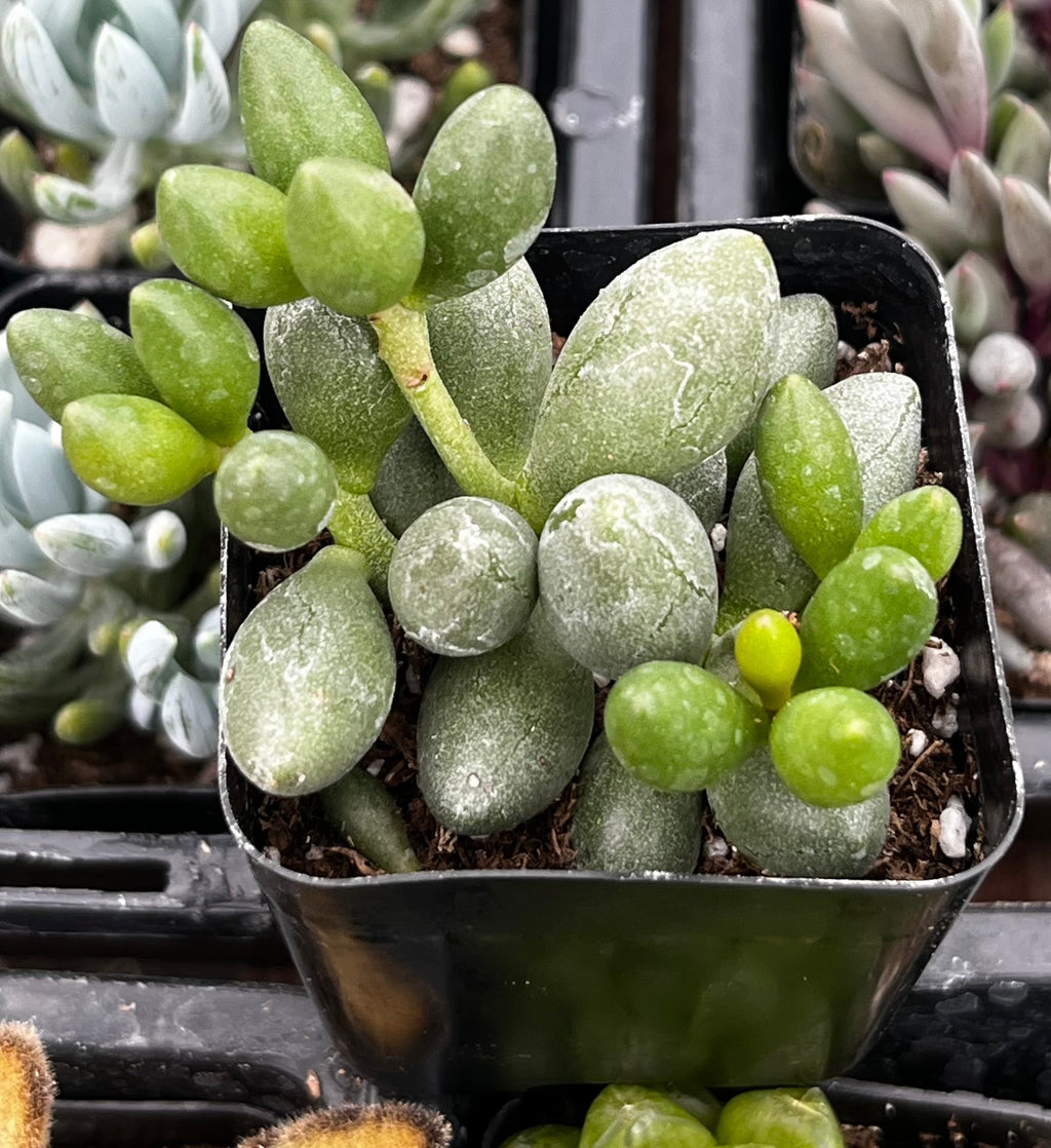 Adromischus Oviforme