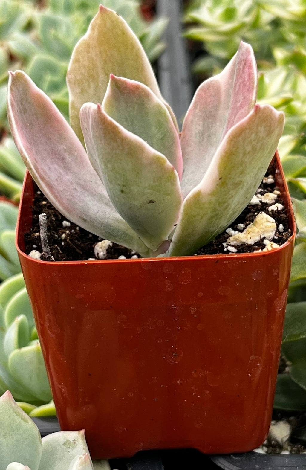 Echeveria Decora