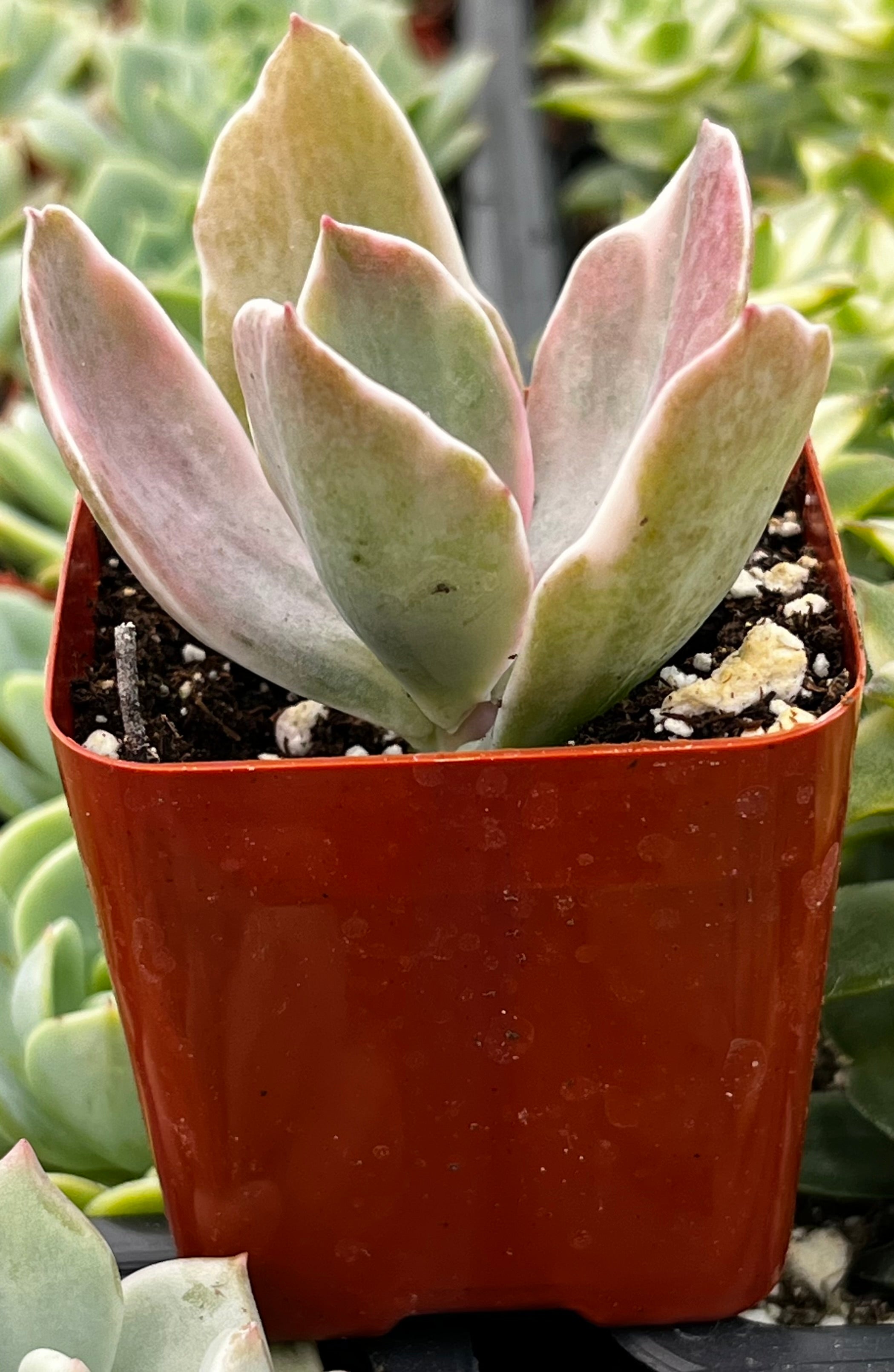 Echeveria Decora
