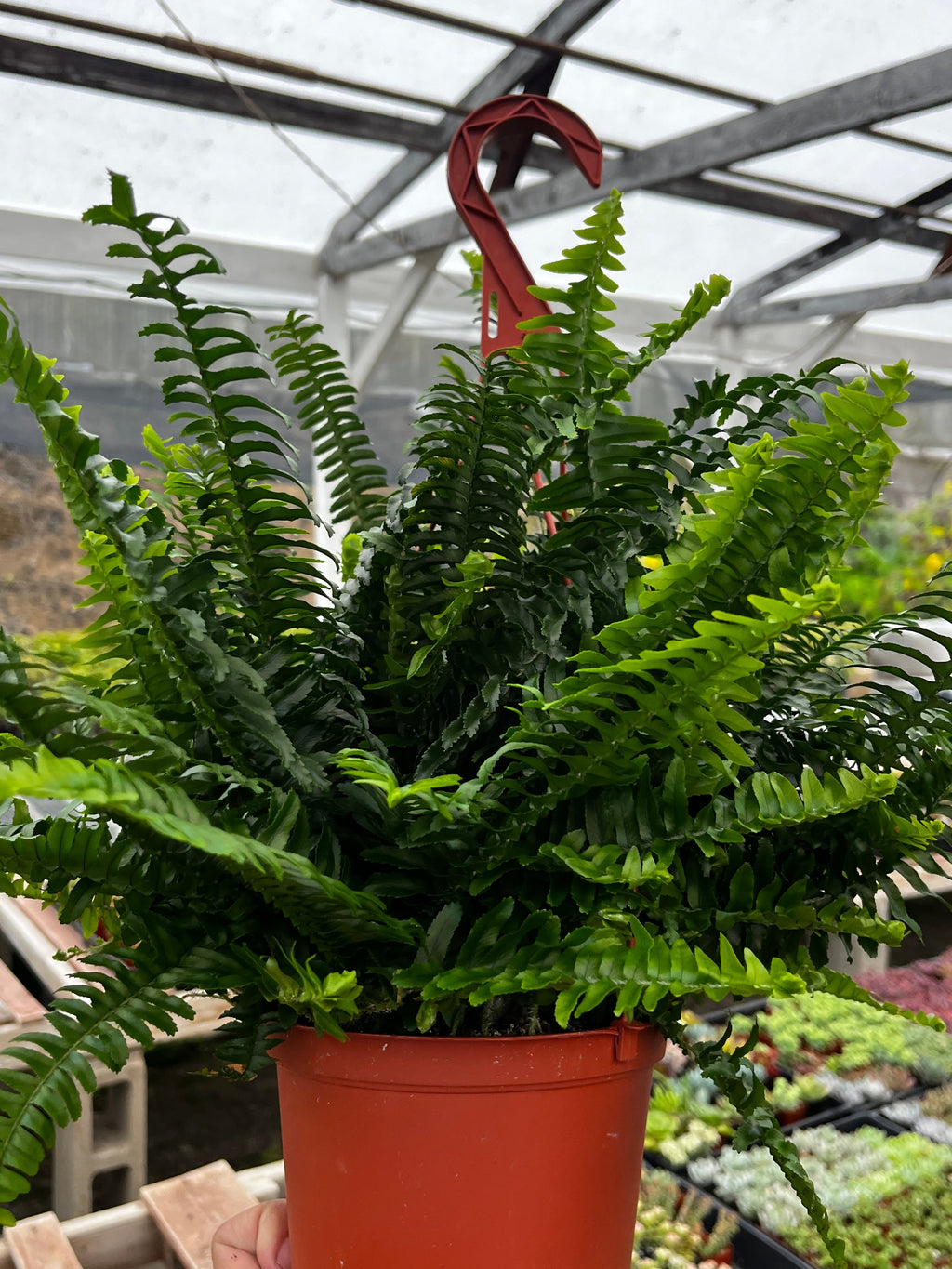 Indoor Hanging Fern Plant