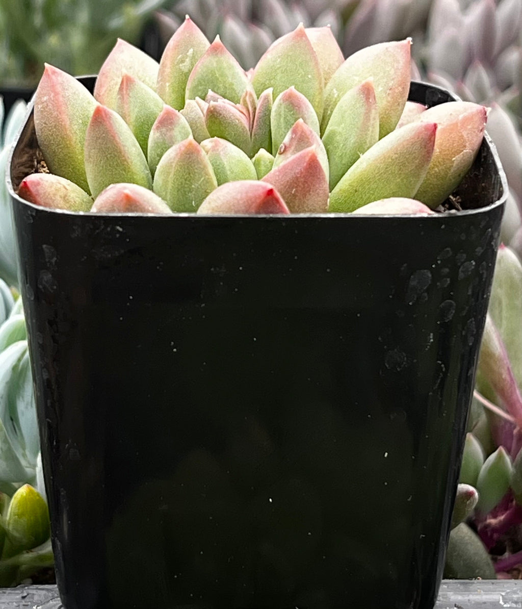 Pachyveria Jewel Tone