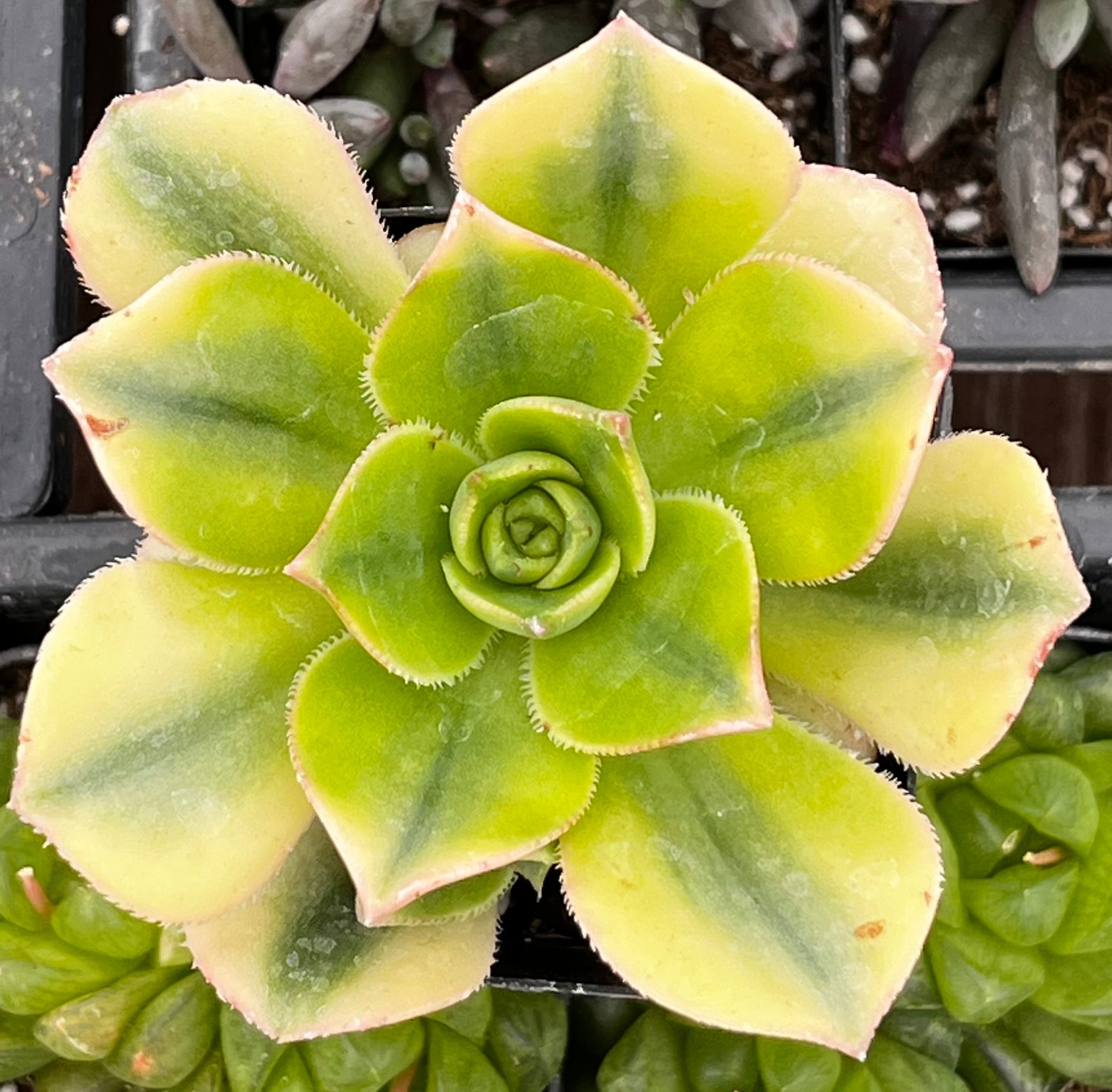 Aeonium Floresens
