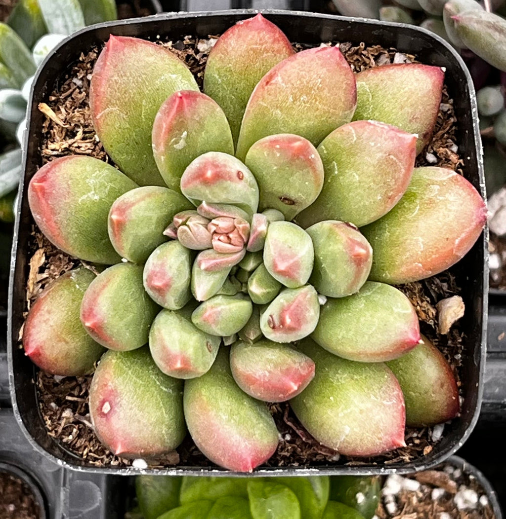 Pachyveria Jewel Tone