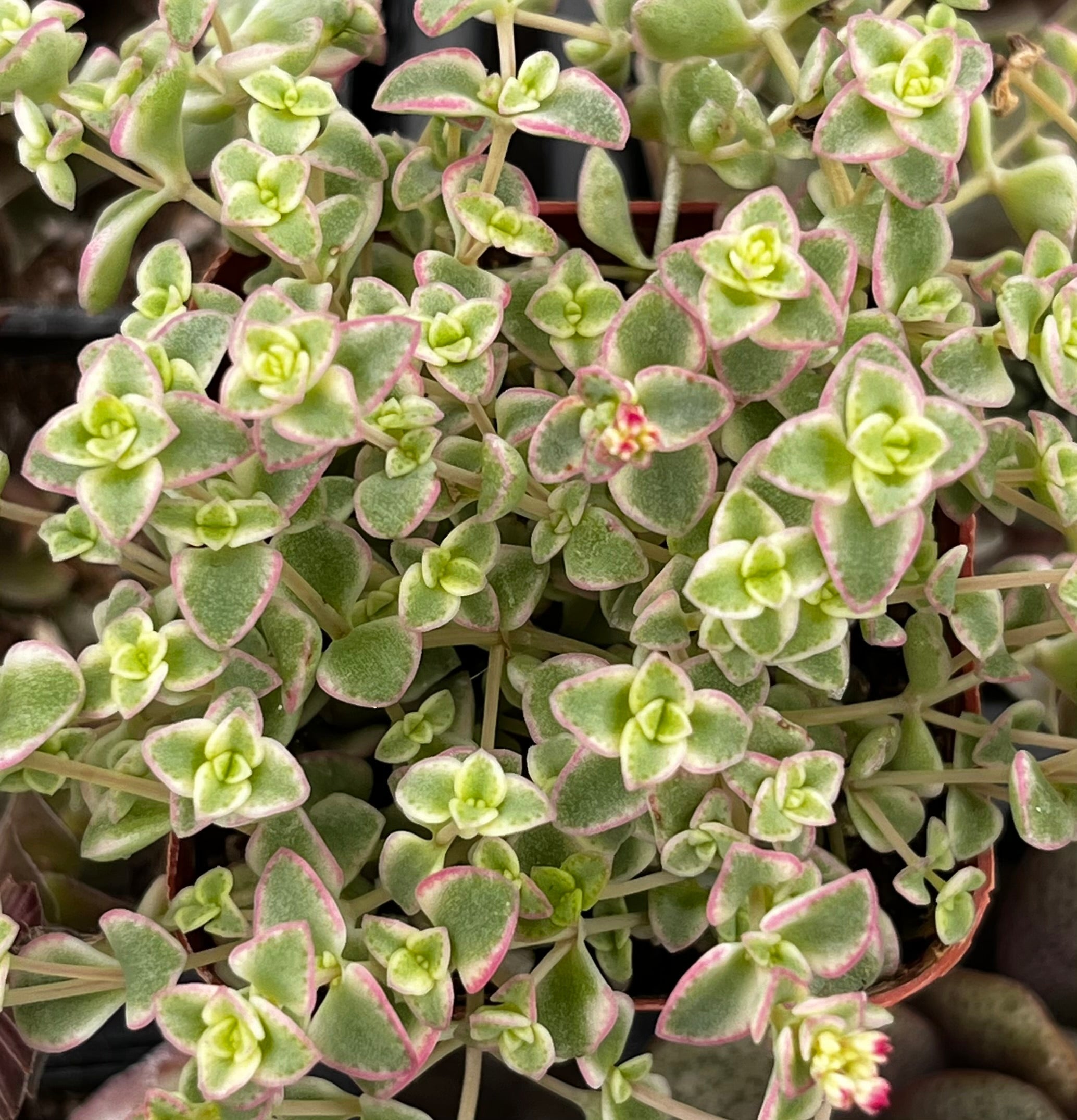Sedum Little Missy