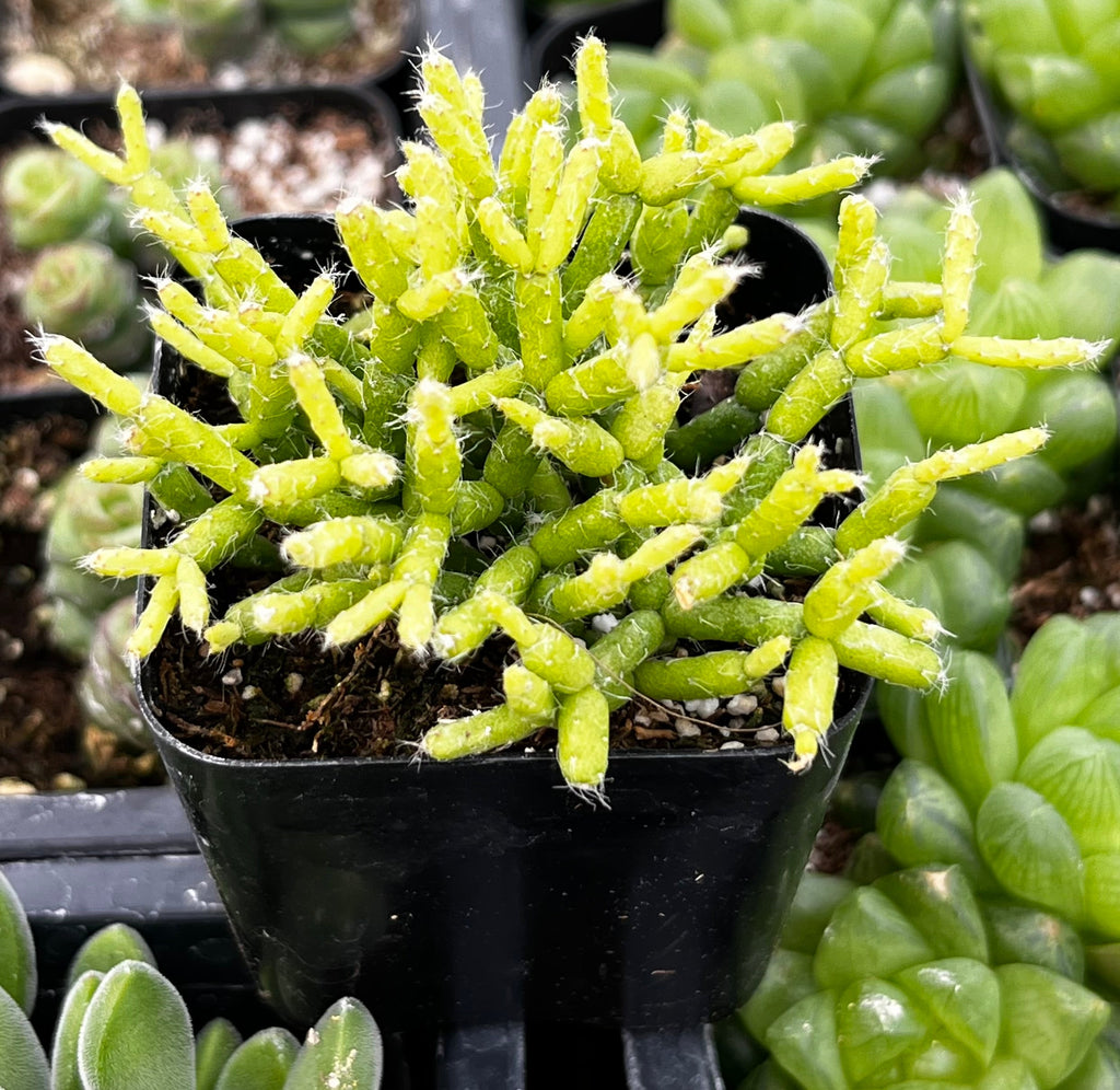 Rhipsalis Cereuscula