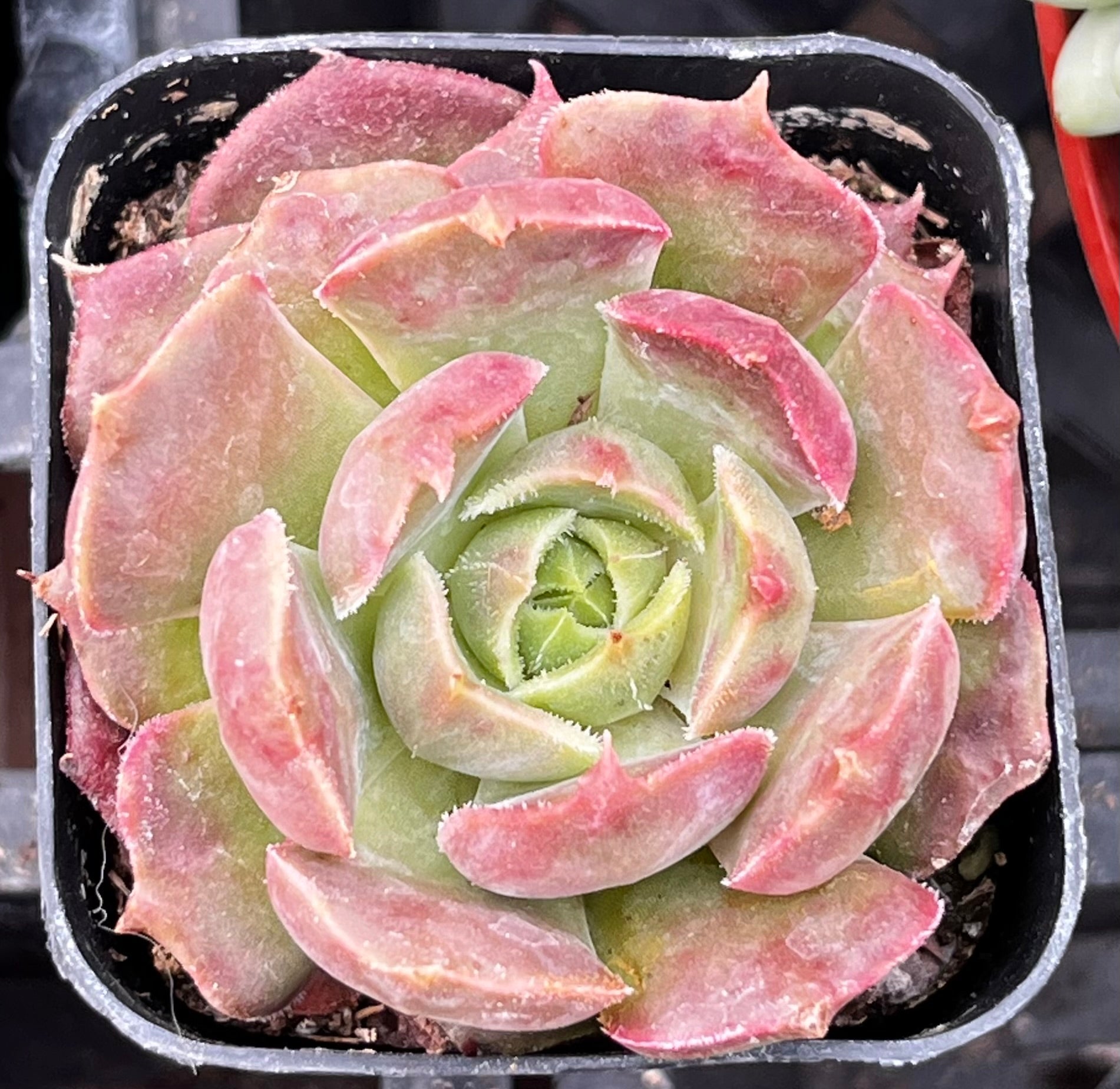Echeveria Carmencita