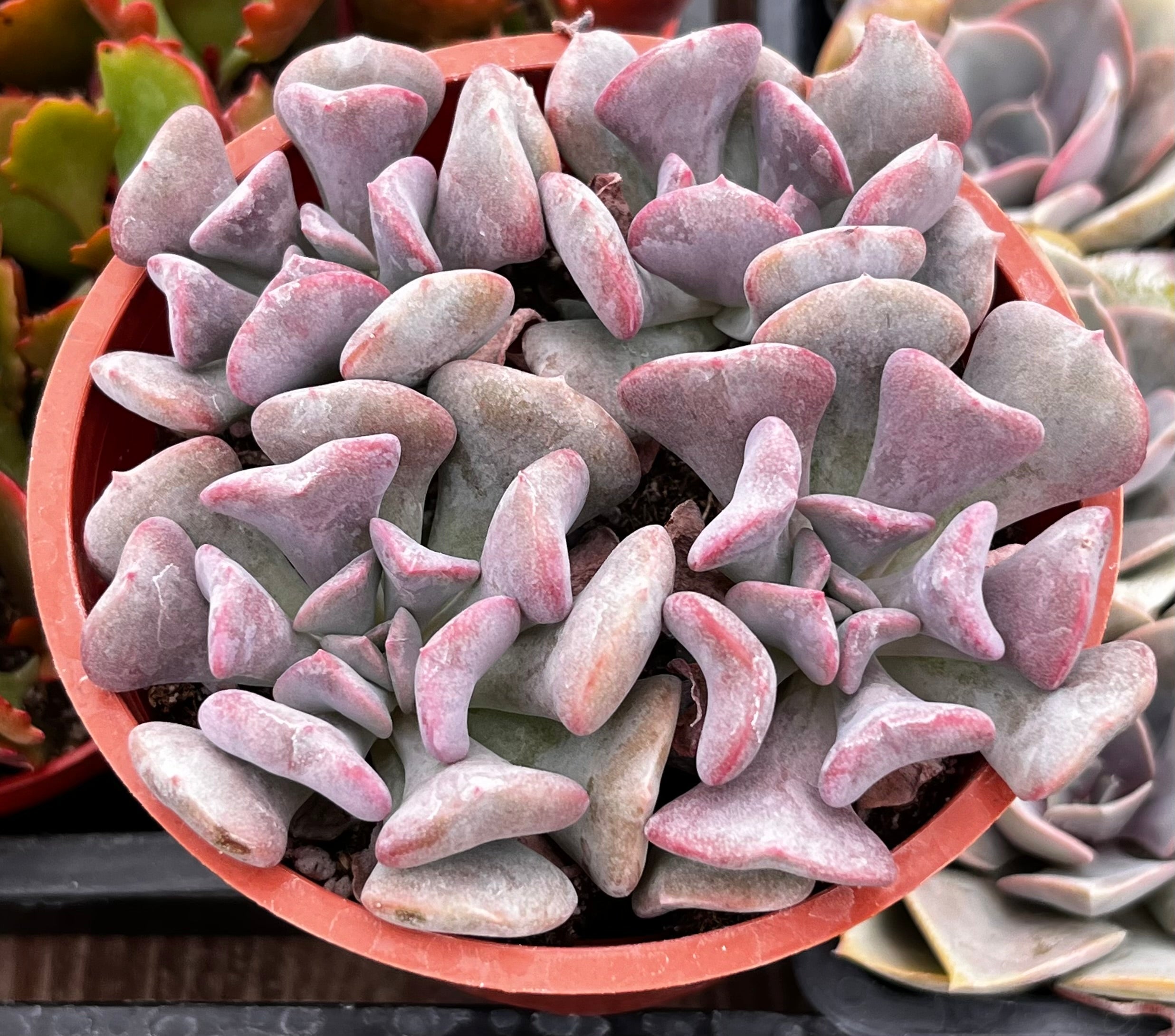 Echeveria Cubic Frost