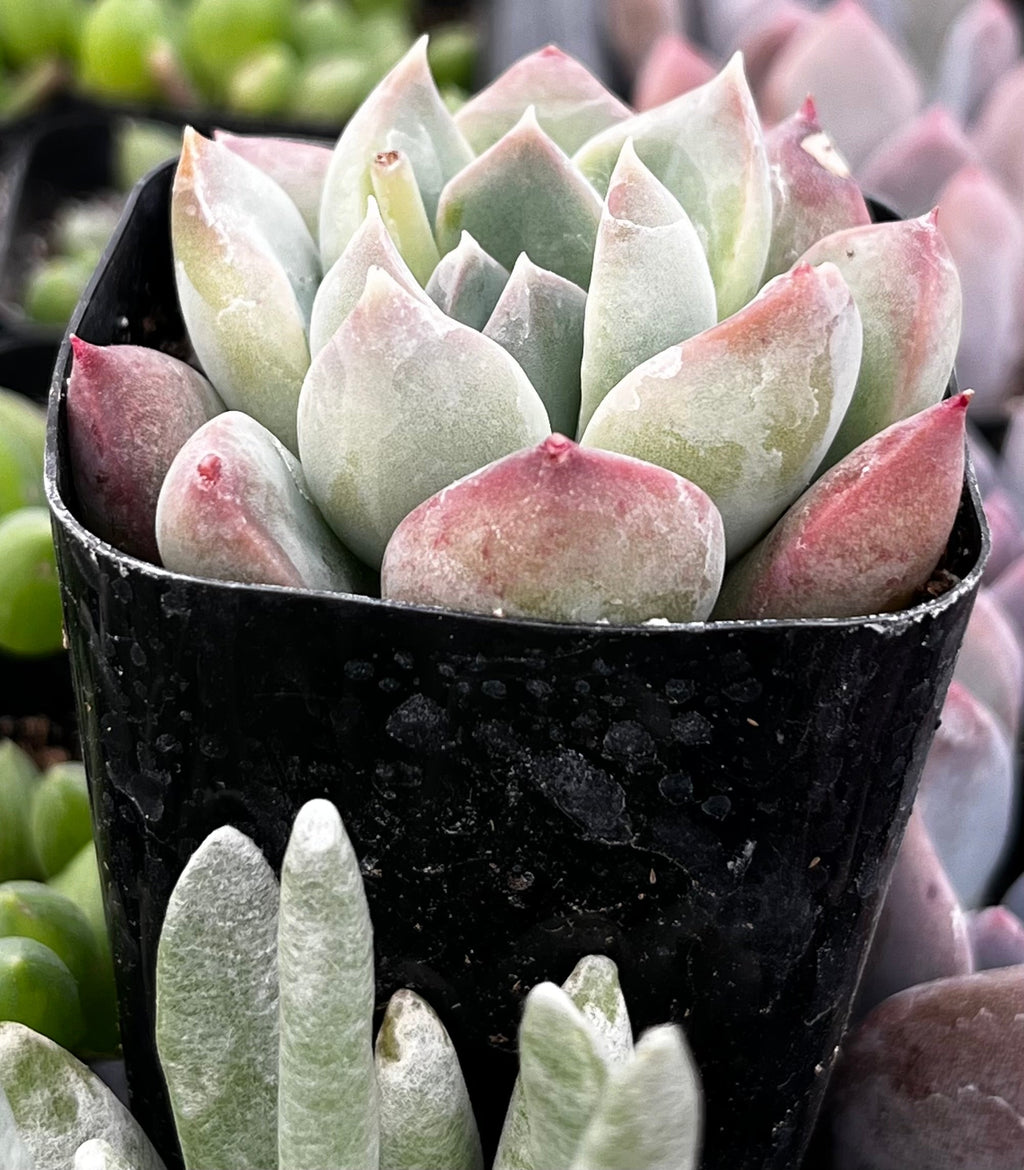 Echeveria Green Pearl