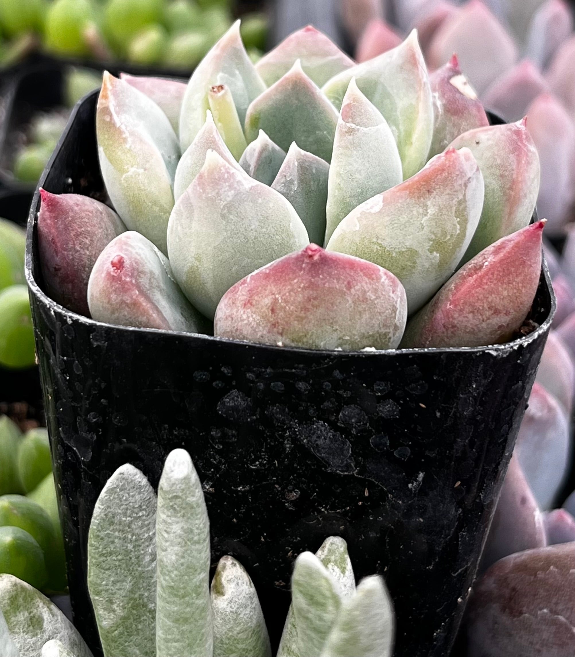 Echeveria Green Pearl