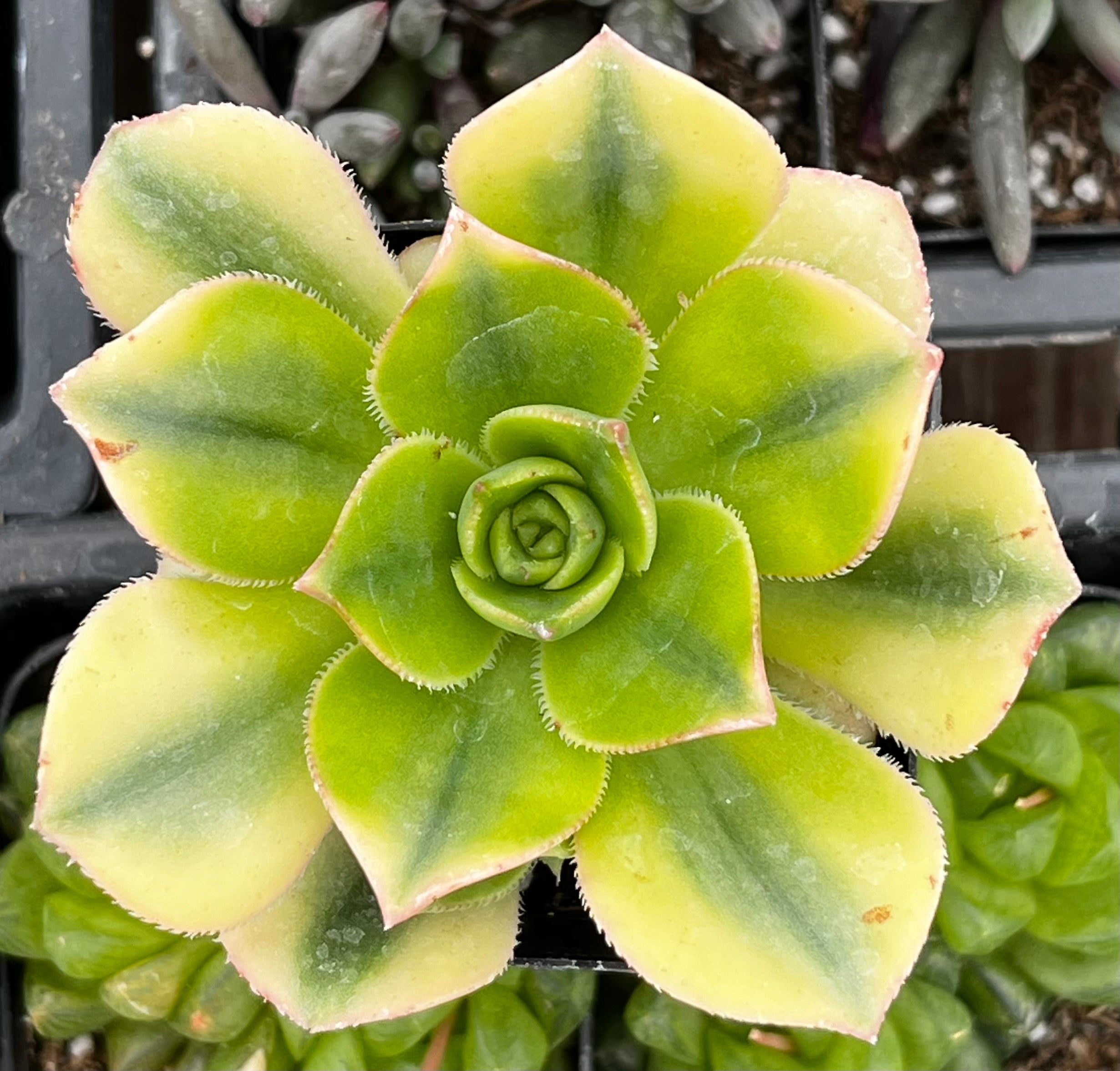 Aeonium Floresens