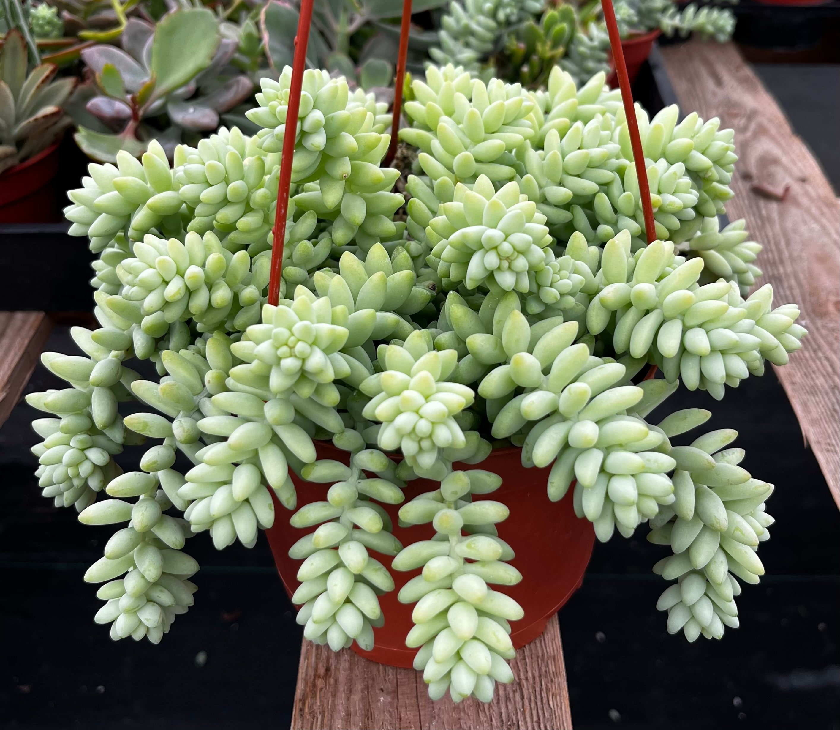 Sedum Donkey's Tail