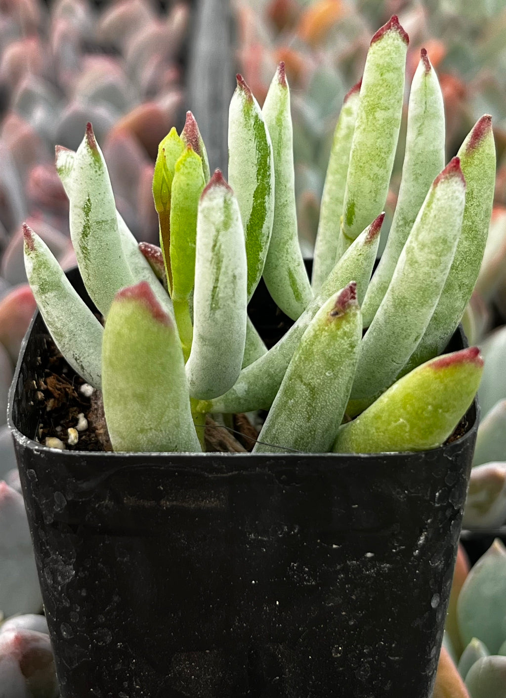 Cotyledon White Sprite