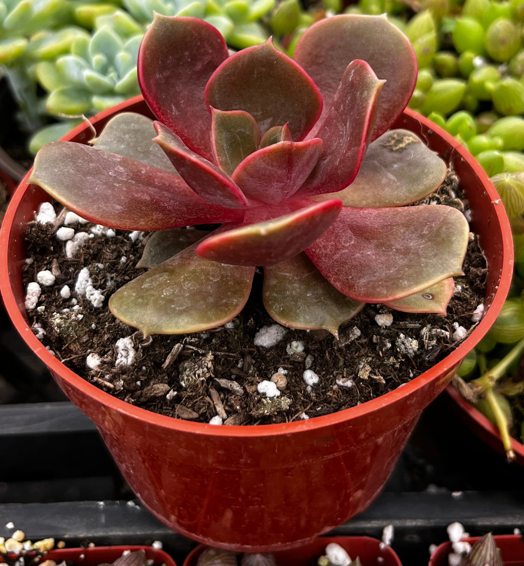 Echeveria Red Ball