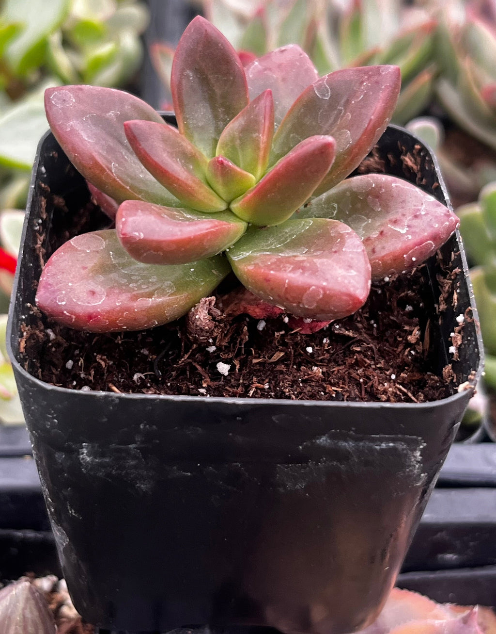 Graptosedum California Sunset
