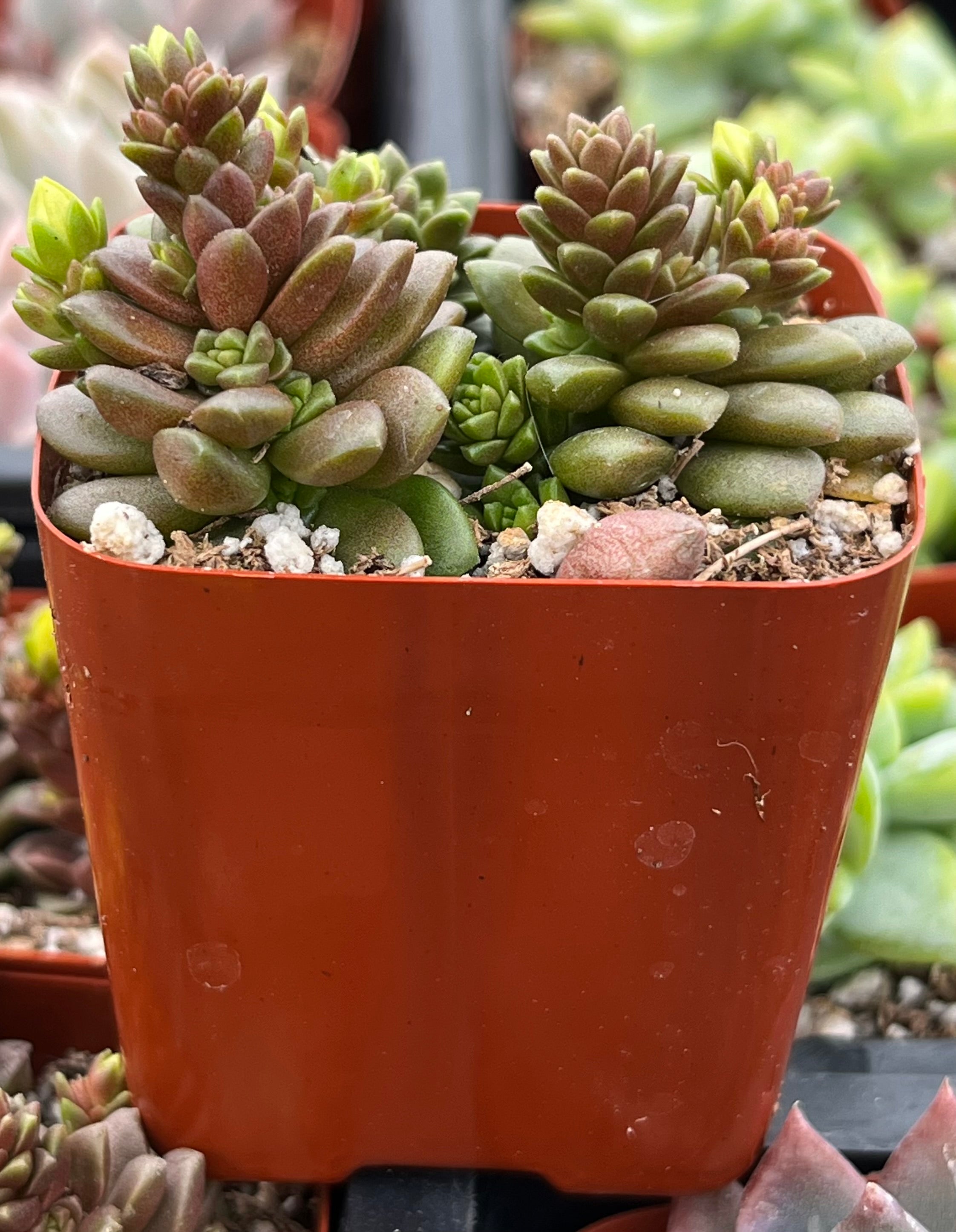 Cremnosedum Little Gem