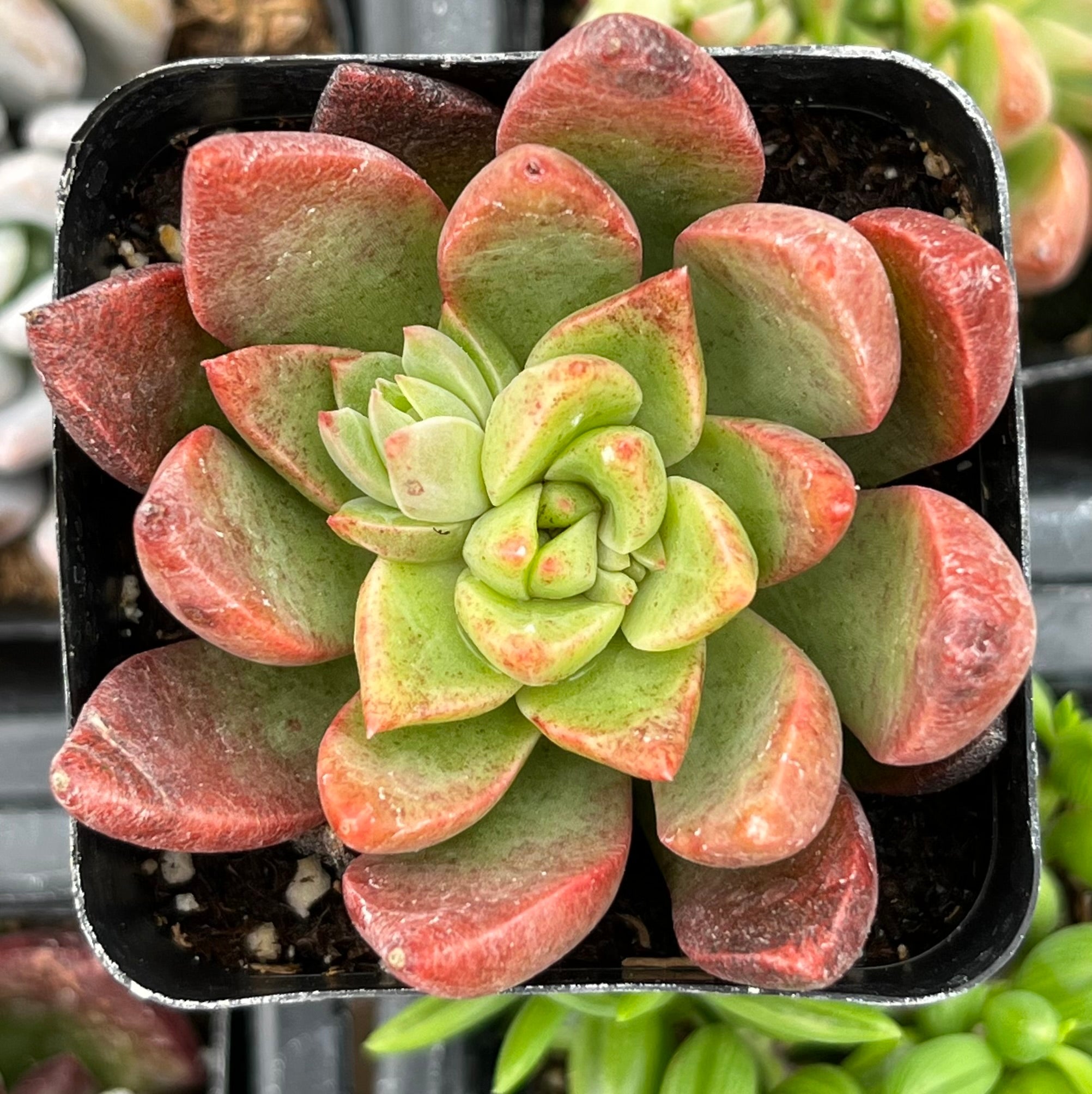 Graptoveria Chanel