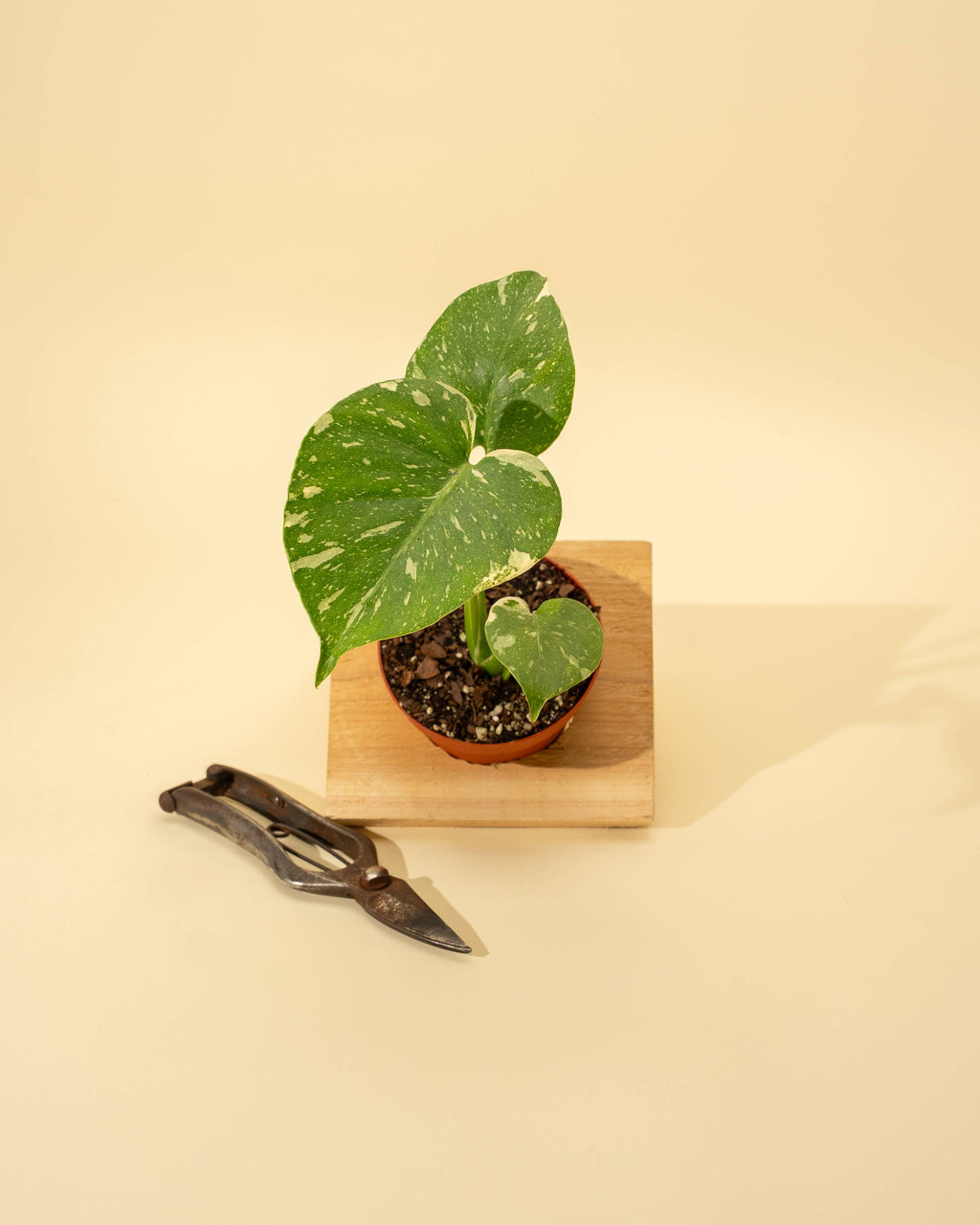 4" Monstera 'Thai Constellation'