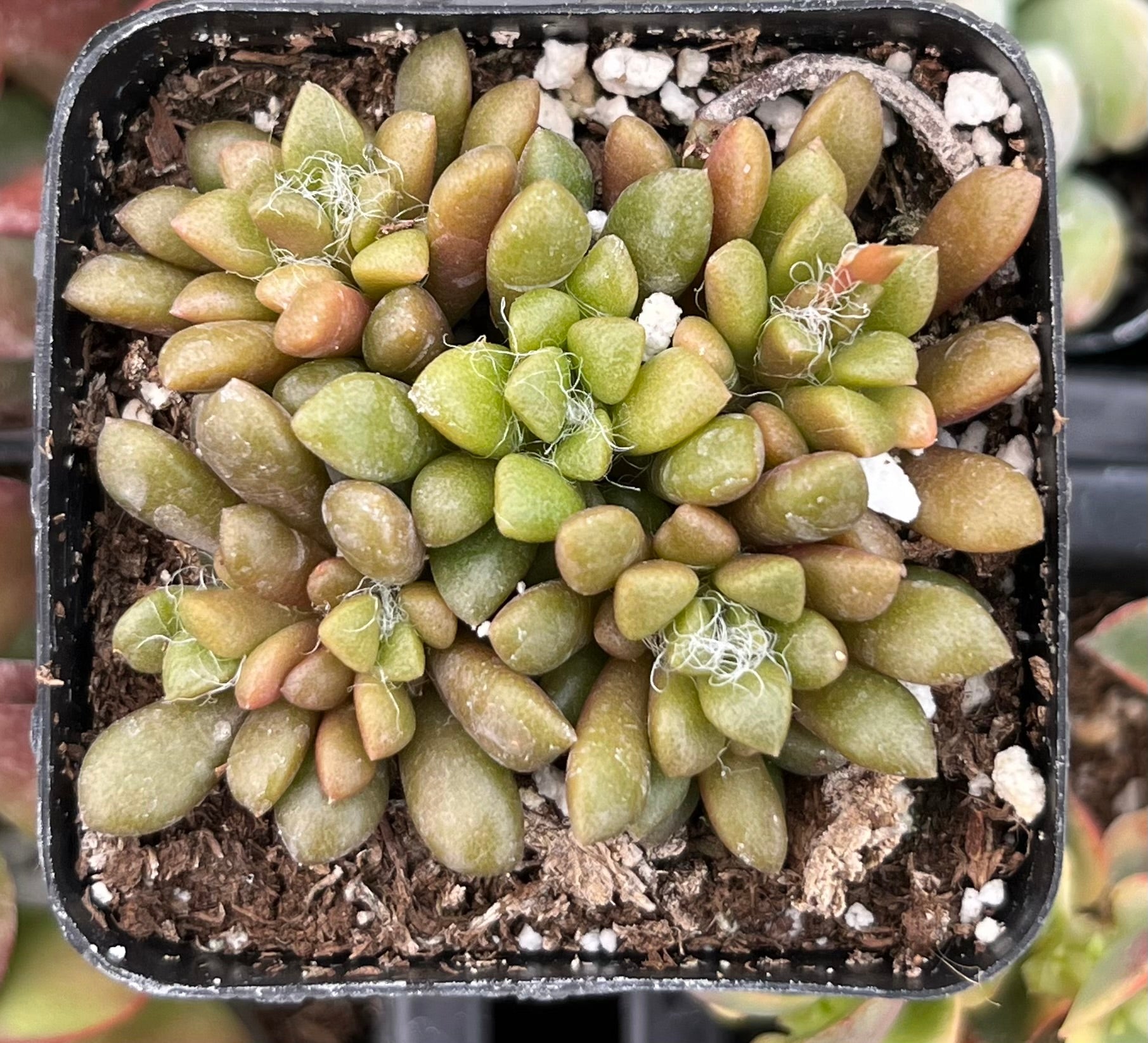 Anacampseros Vanthielii