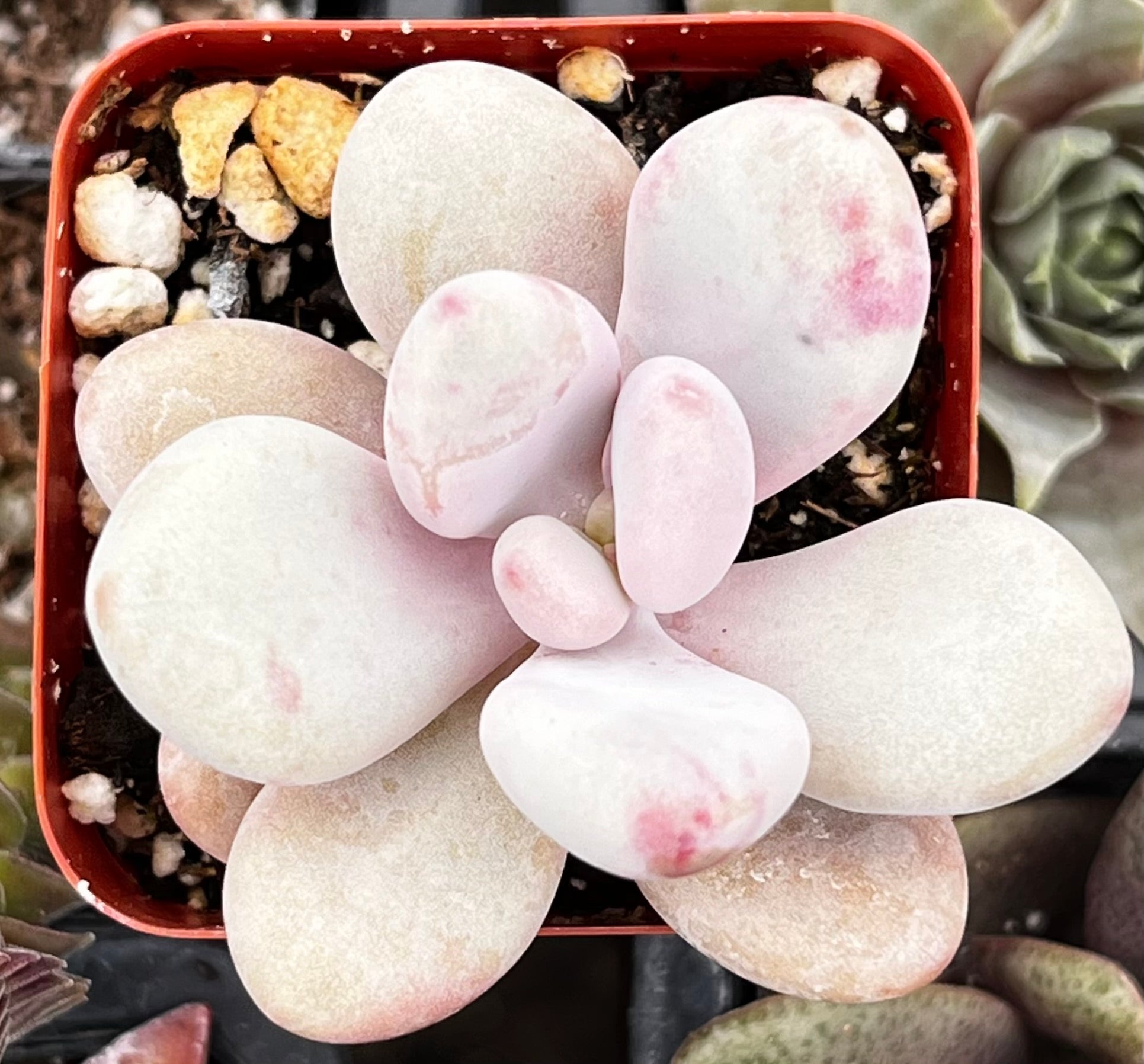 Pink Moonstone Pachyphytum