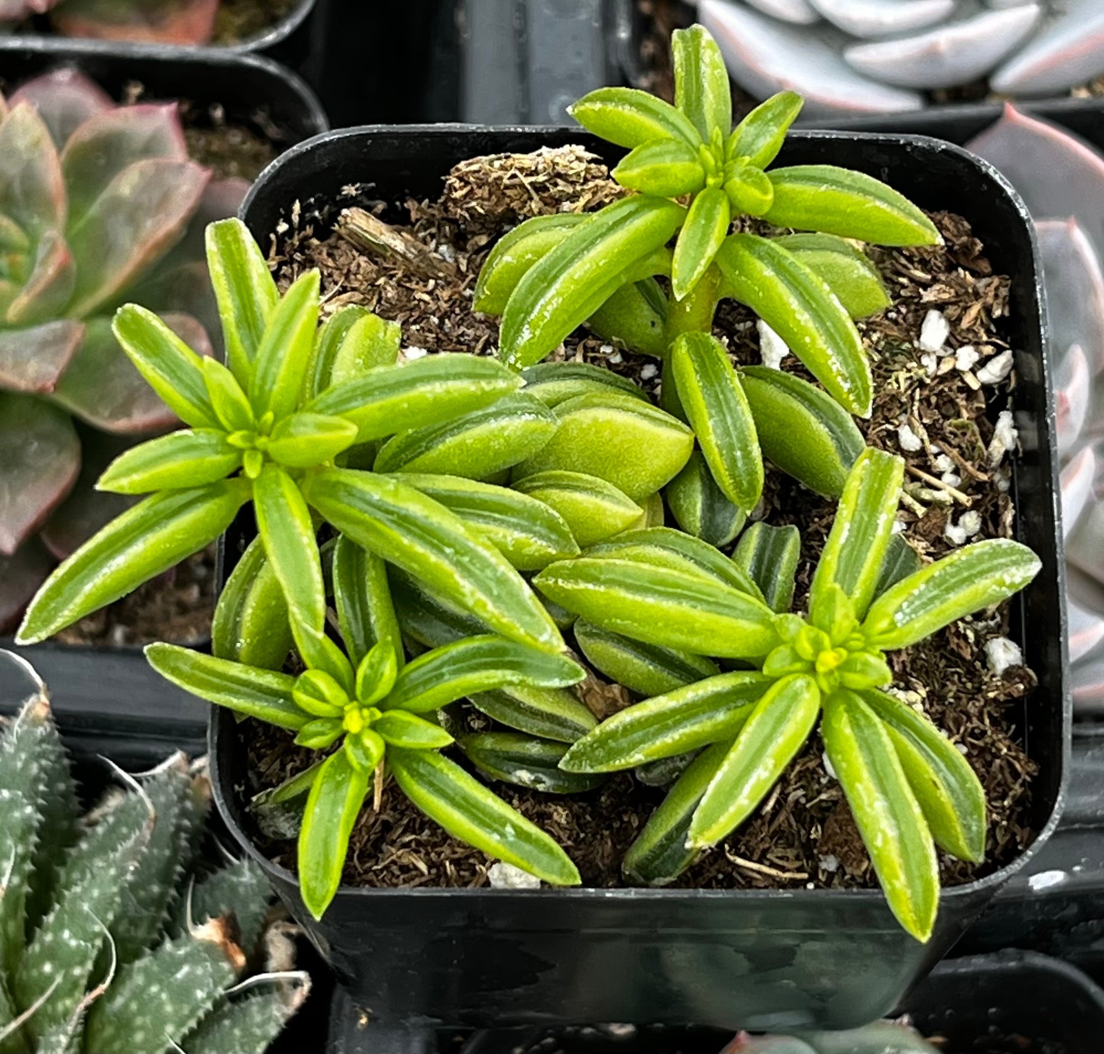Peperomia Axillaris