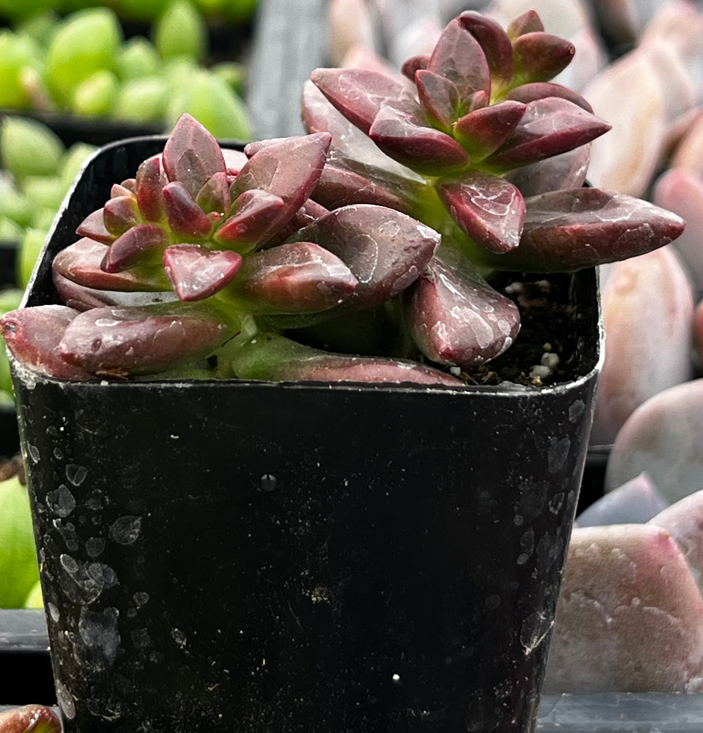 Echeveria Compressicaulis
