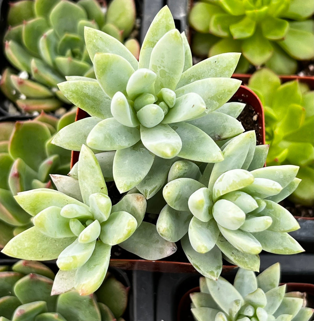 Sedeveria Blue Burrito