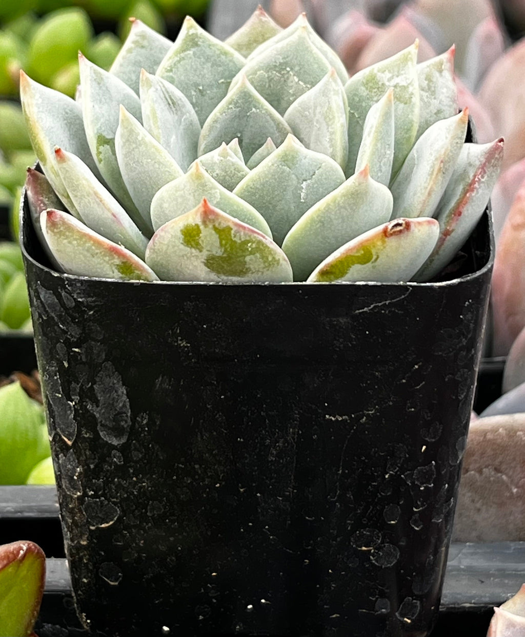 Echeveria White Rose