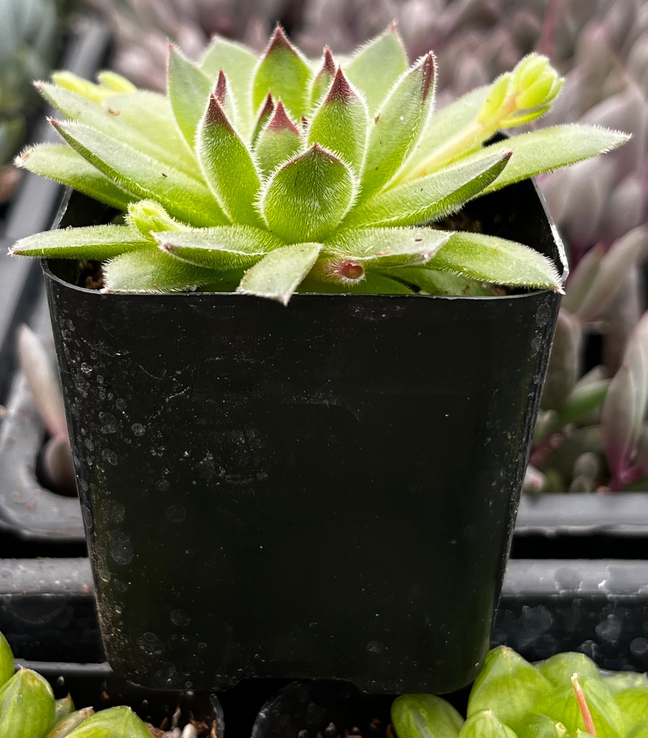 Sempervivum Spring Beauty