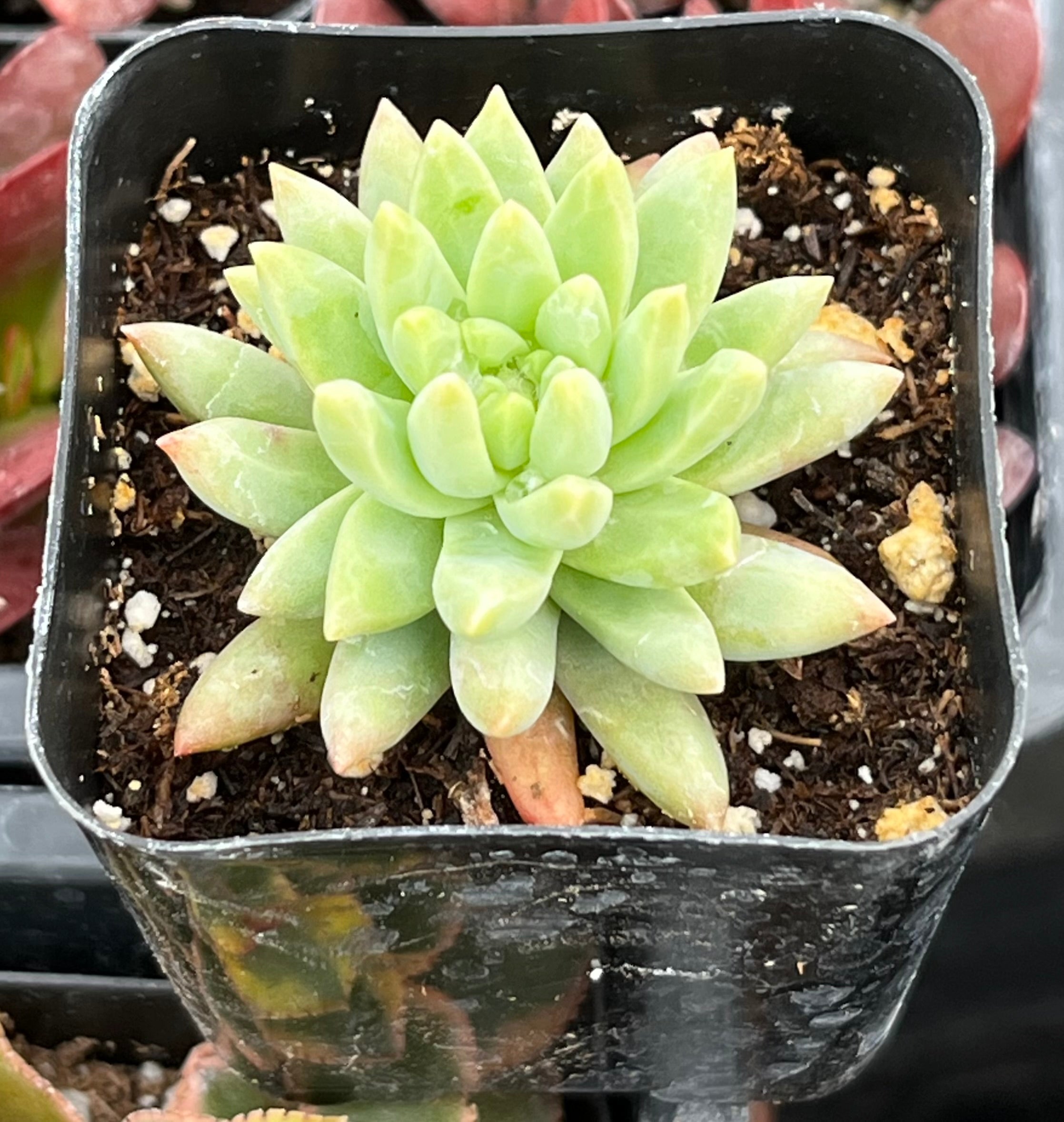 Echeveria Marcus