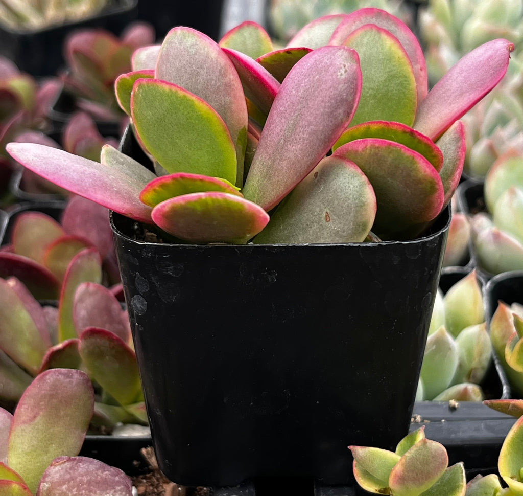 Crassula Platyphylla Pink Jade
